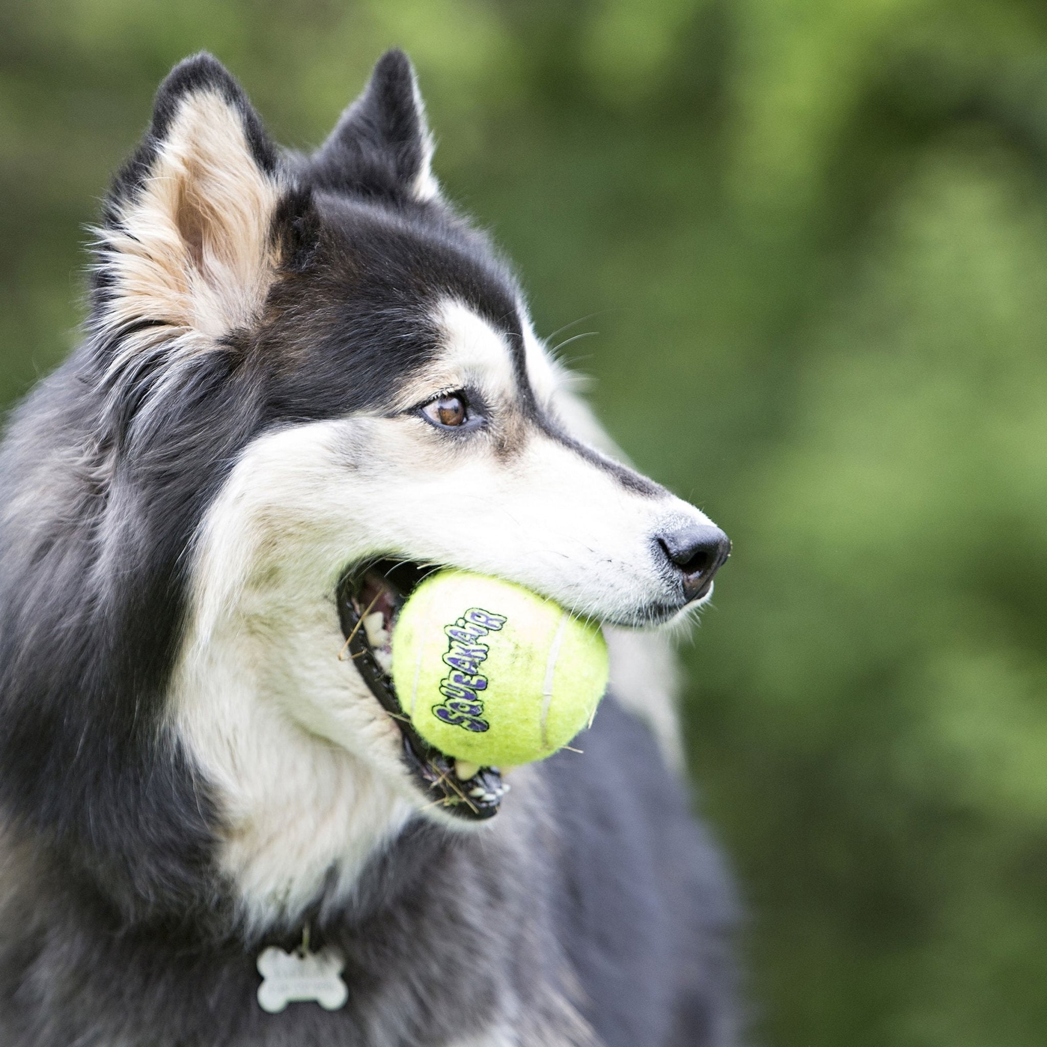 KONG SqueakAir Ball - Durable Squeaker Tennis Ball Dog Toy for Fetch & Play