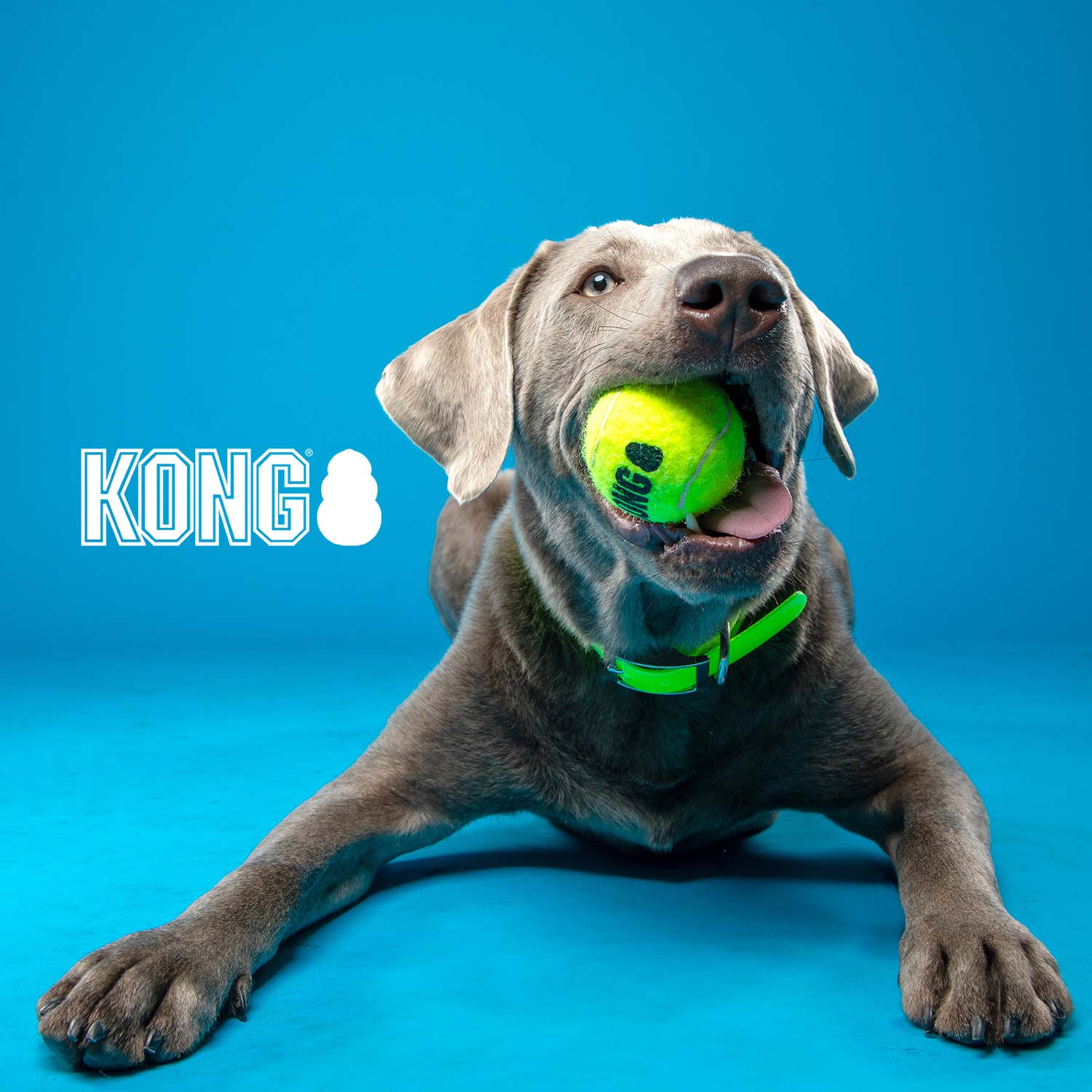 KONG SqueakAir Ball - Durable Squeaker Tennis Ball Dog Toy for Fetch & Play
