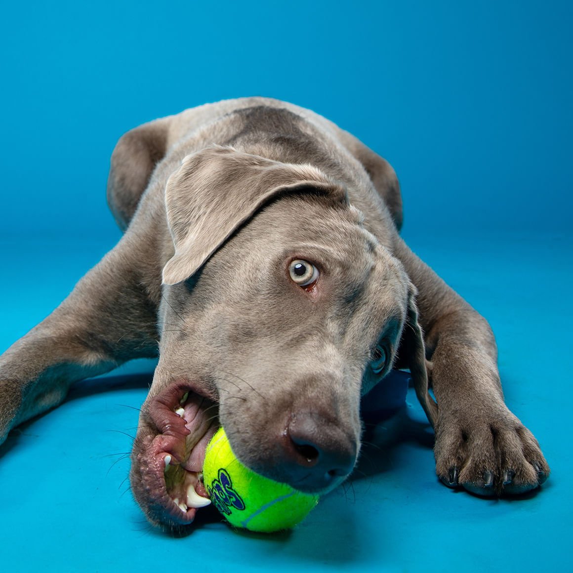 KONG SqueakAir Ball - Durable Squeaker Tennis Ball Dog Toy for Fetch & Play