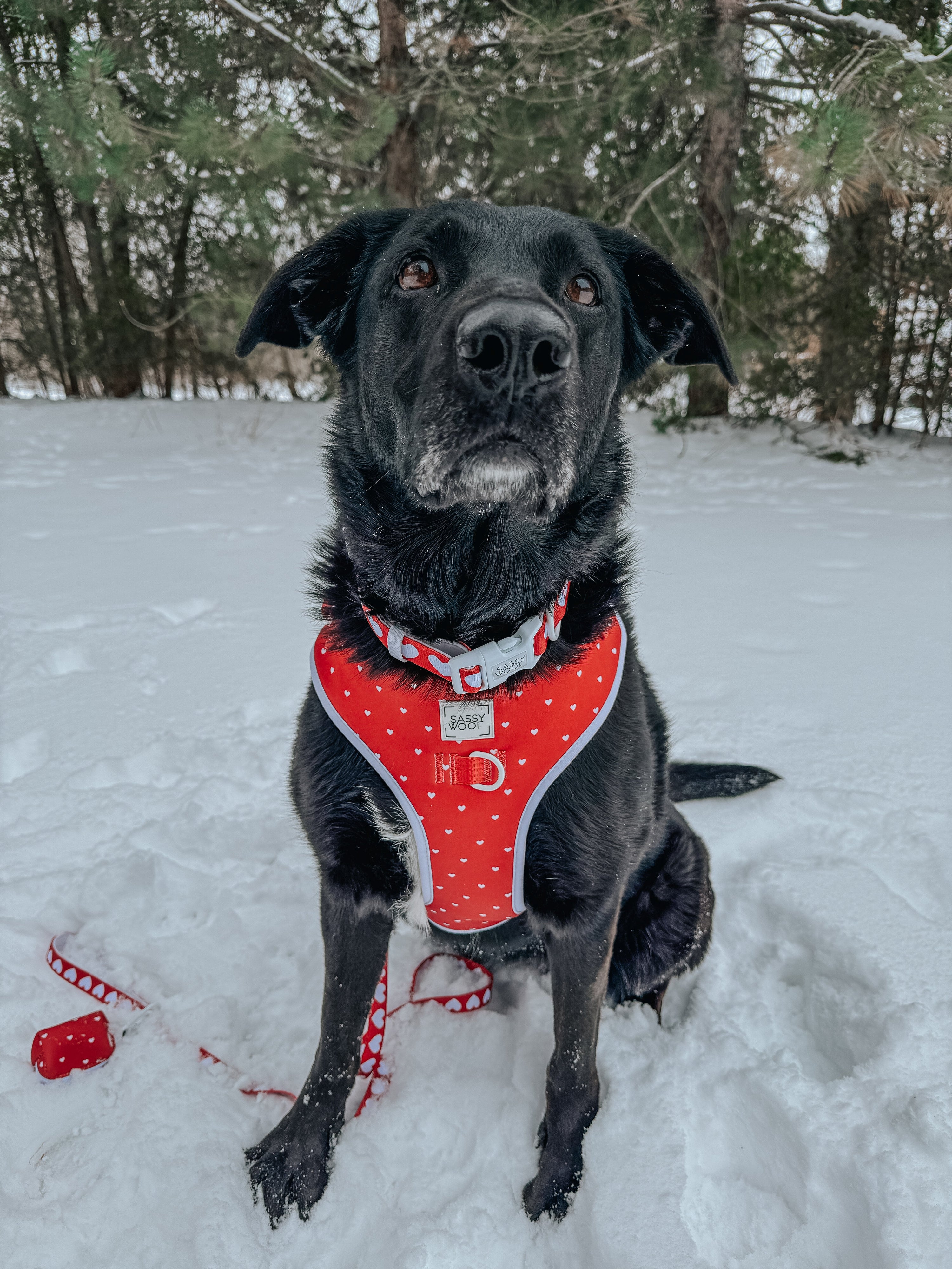 Dog Adjustable Harness - Little Love