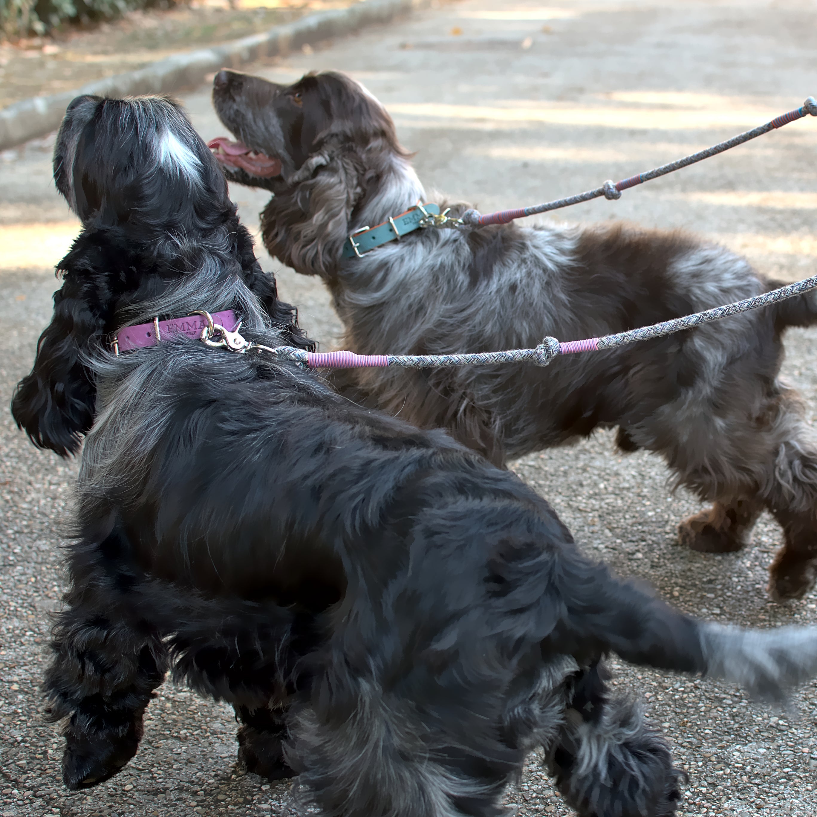 Lady Multicolor-Leash