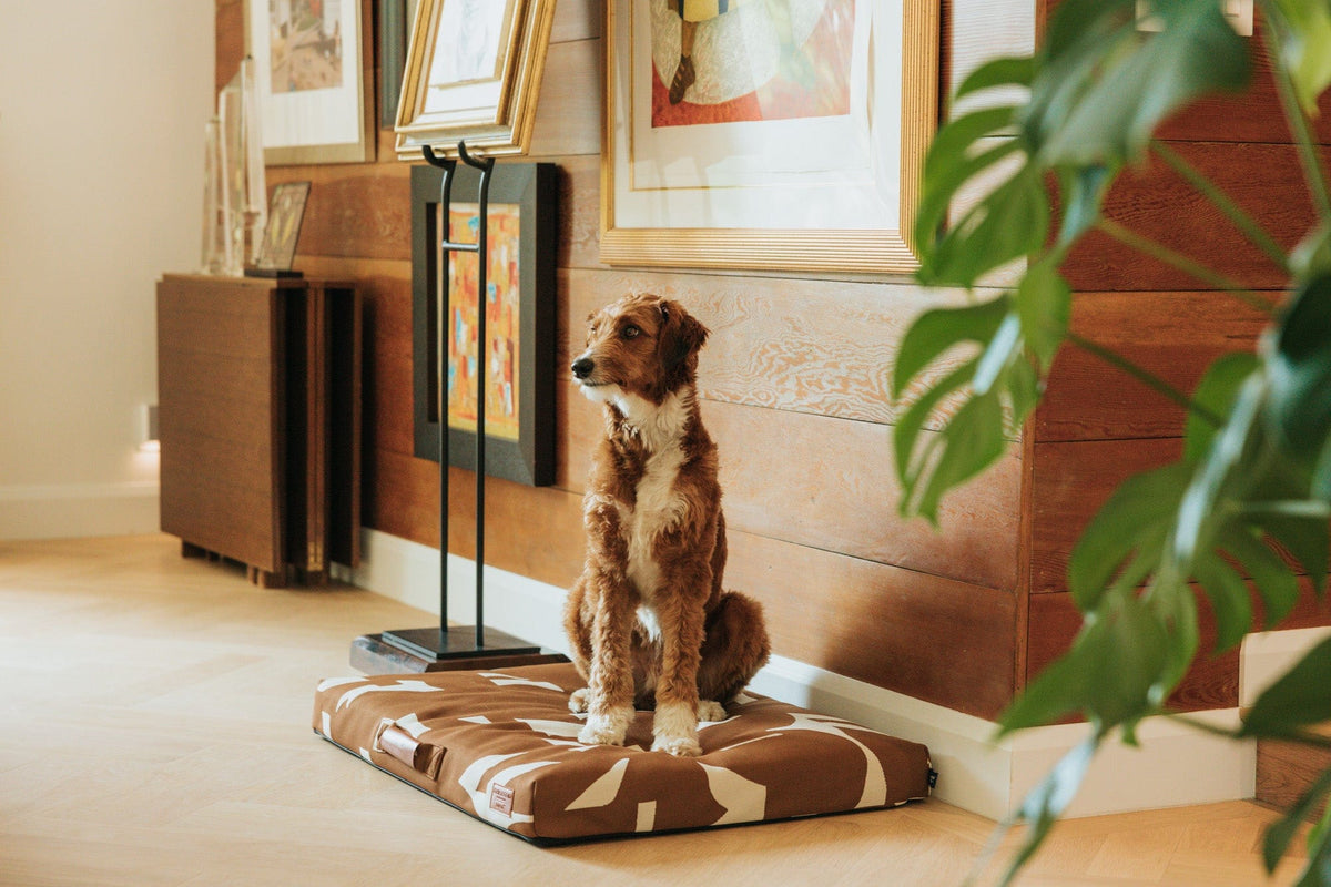 John Legend | Brown Fragment Dog Bed or Bed Cover - HT Animal Supply