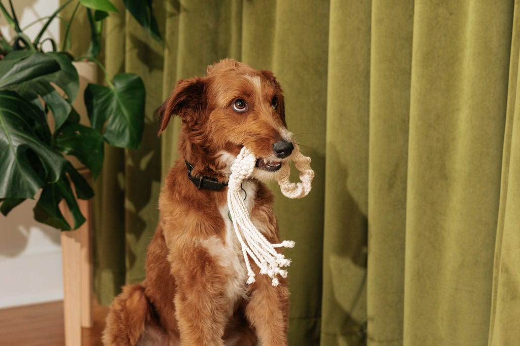 Macrame Rope Dog Toys: 2-Pack - HT Animal Supply