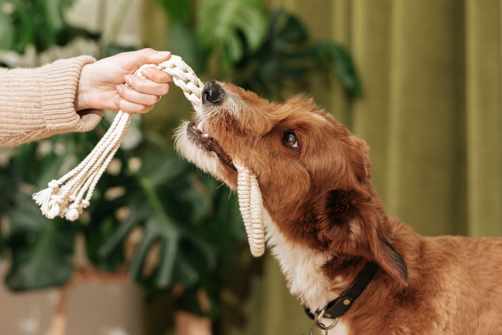 Macrame Rope Dog Toys: 2-Pack - HT Animal Supply