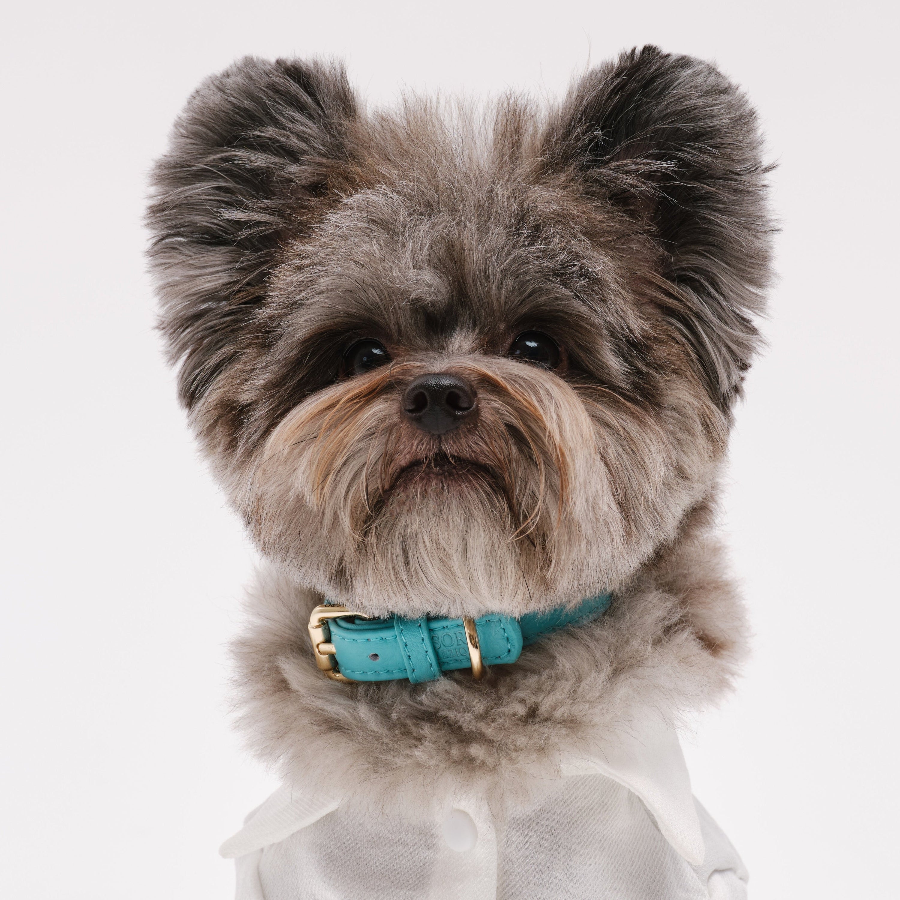 Dog Collar