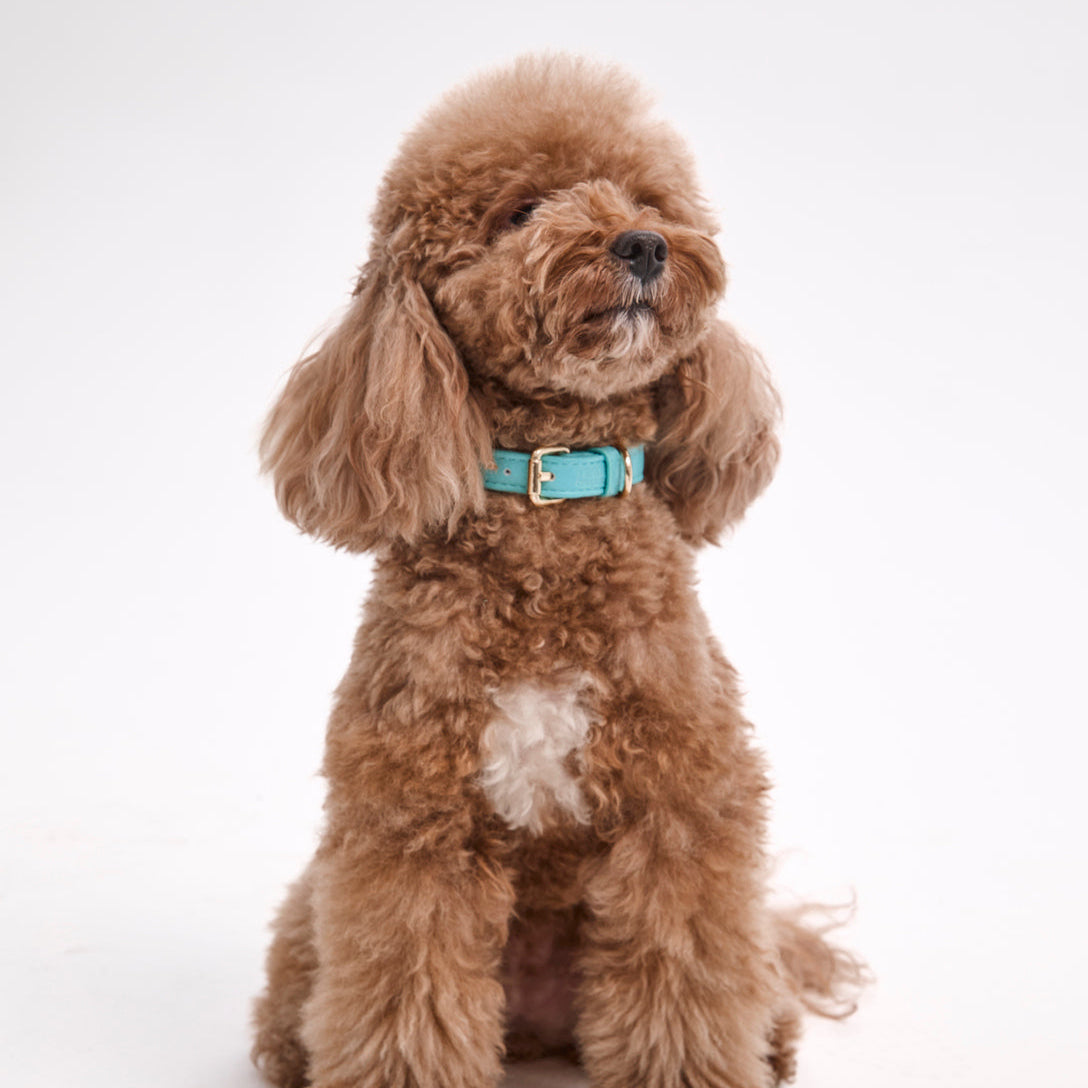 Dog Collar