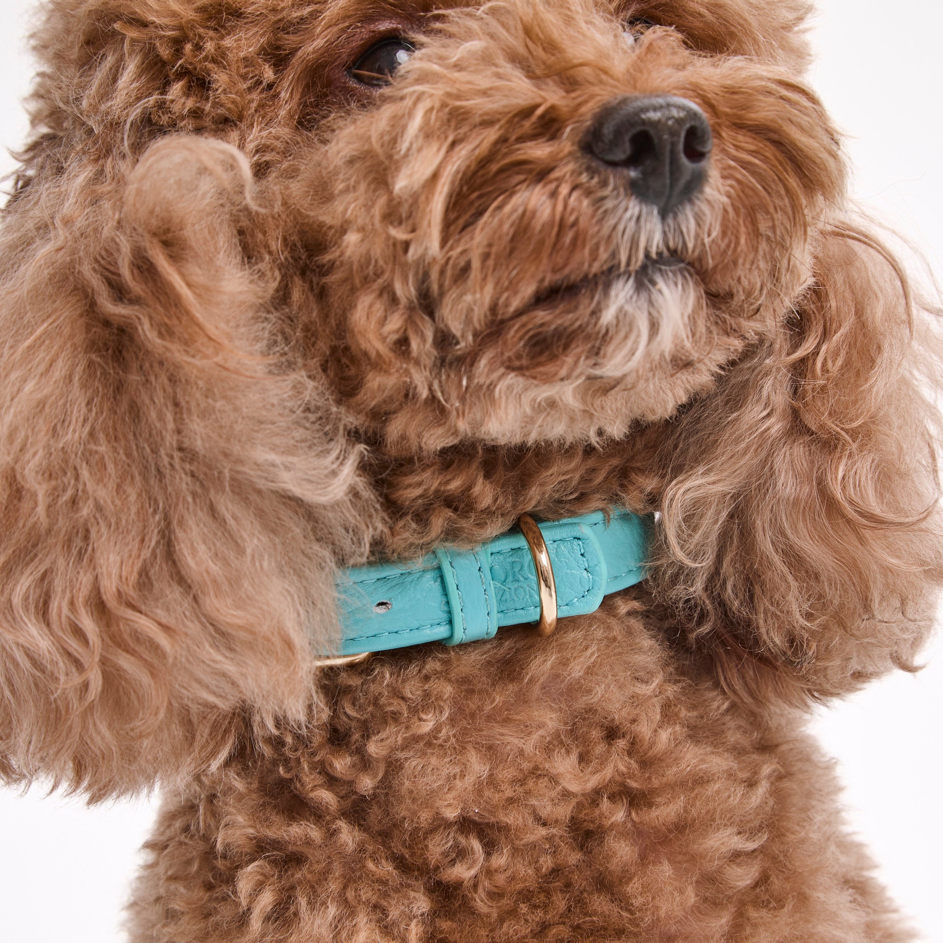 Dog Collar