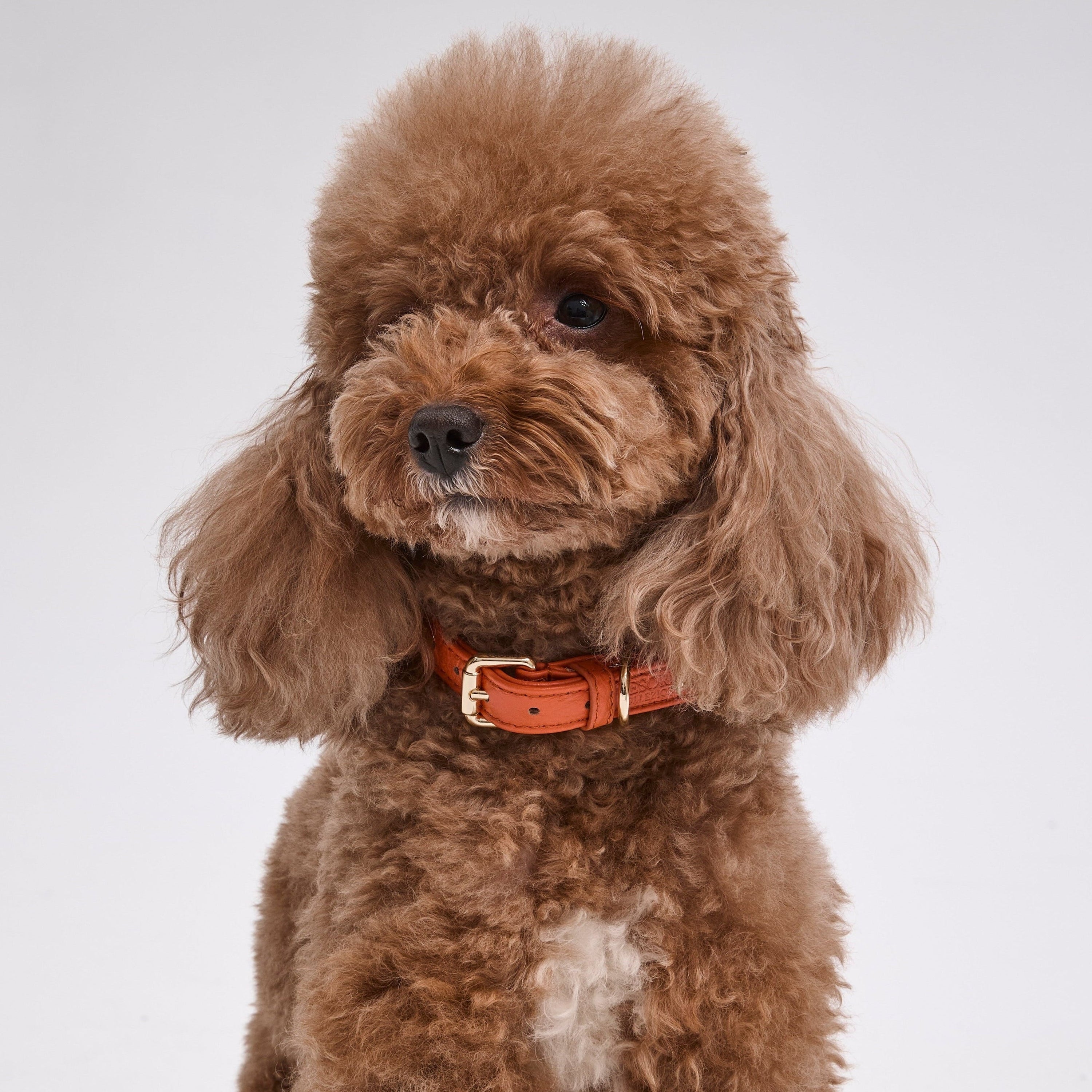 Dog Collar