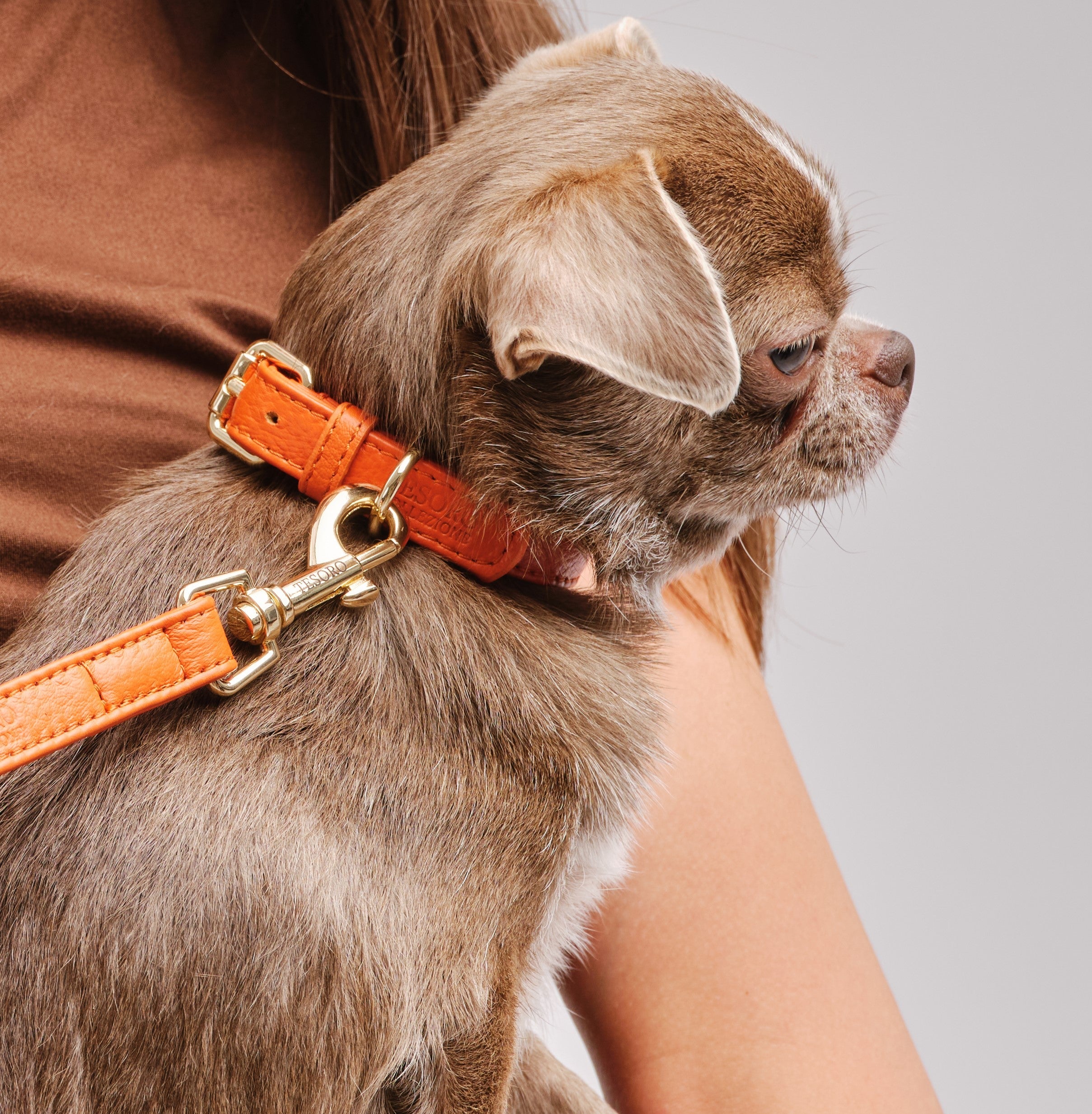Dog Collar