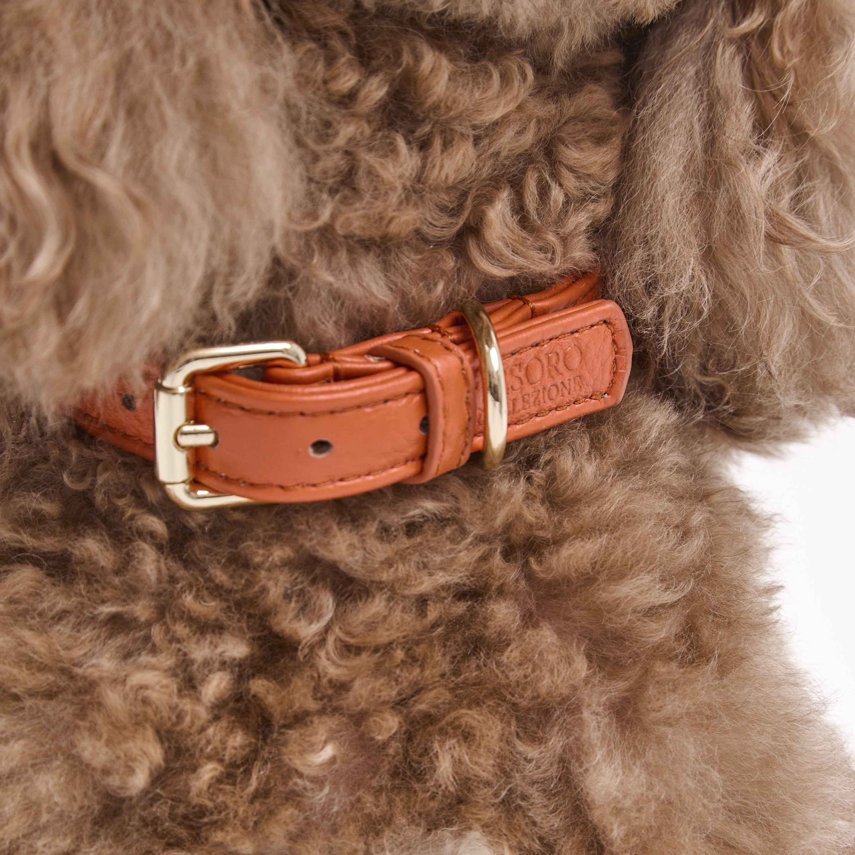 Dog Collar