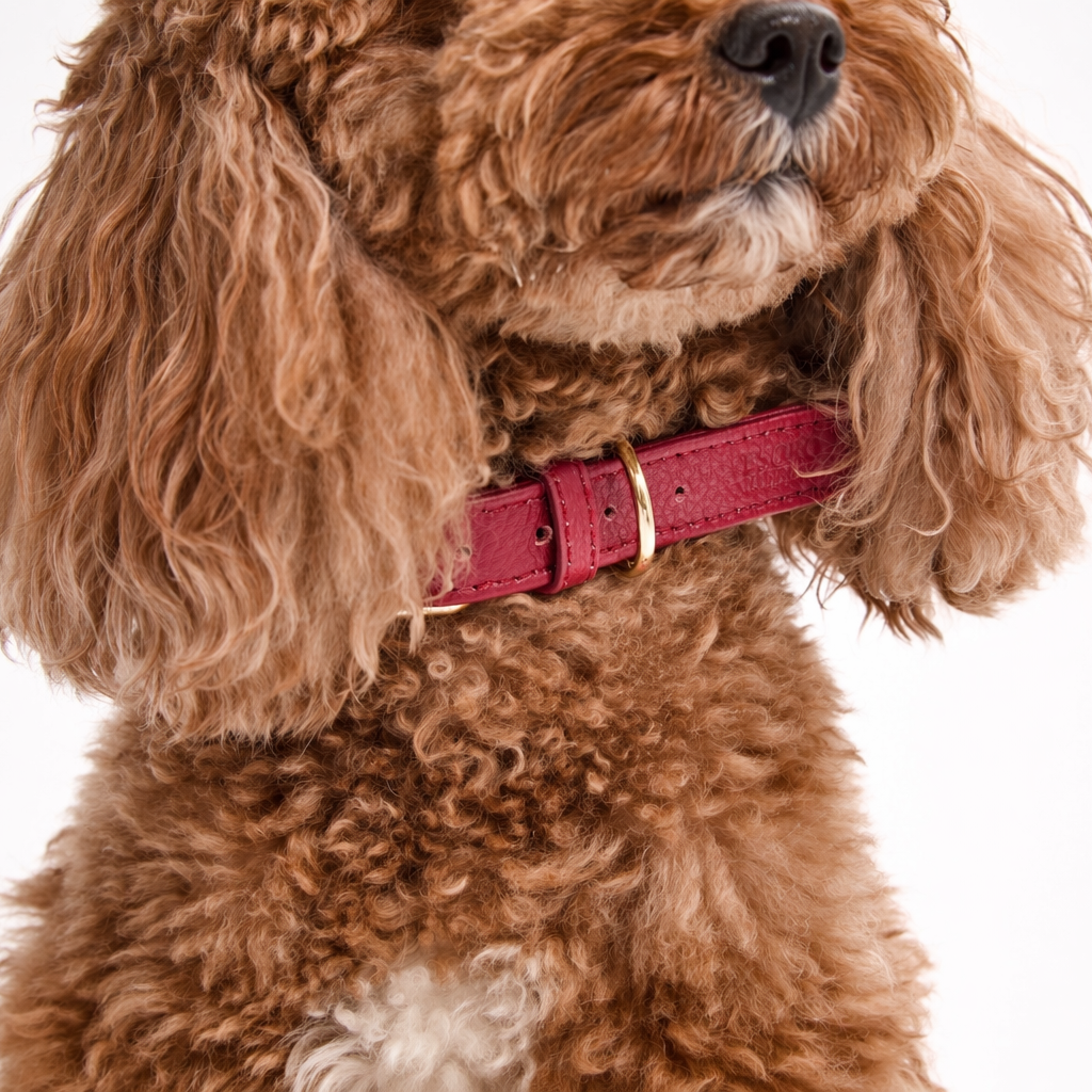 Dog Collar
