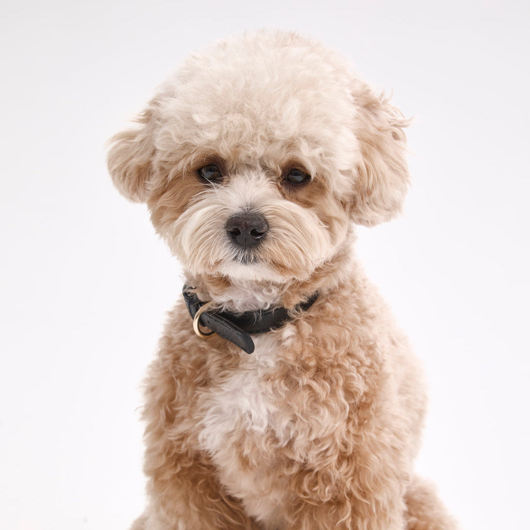 Dog Collar