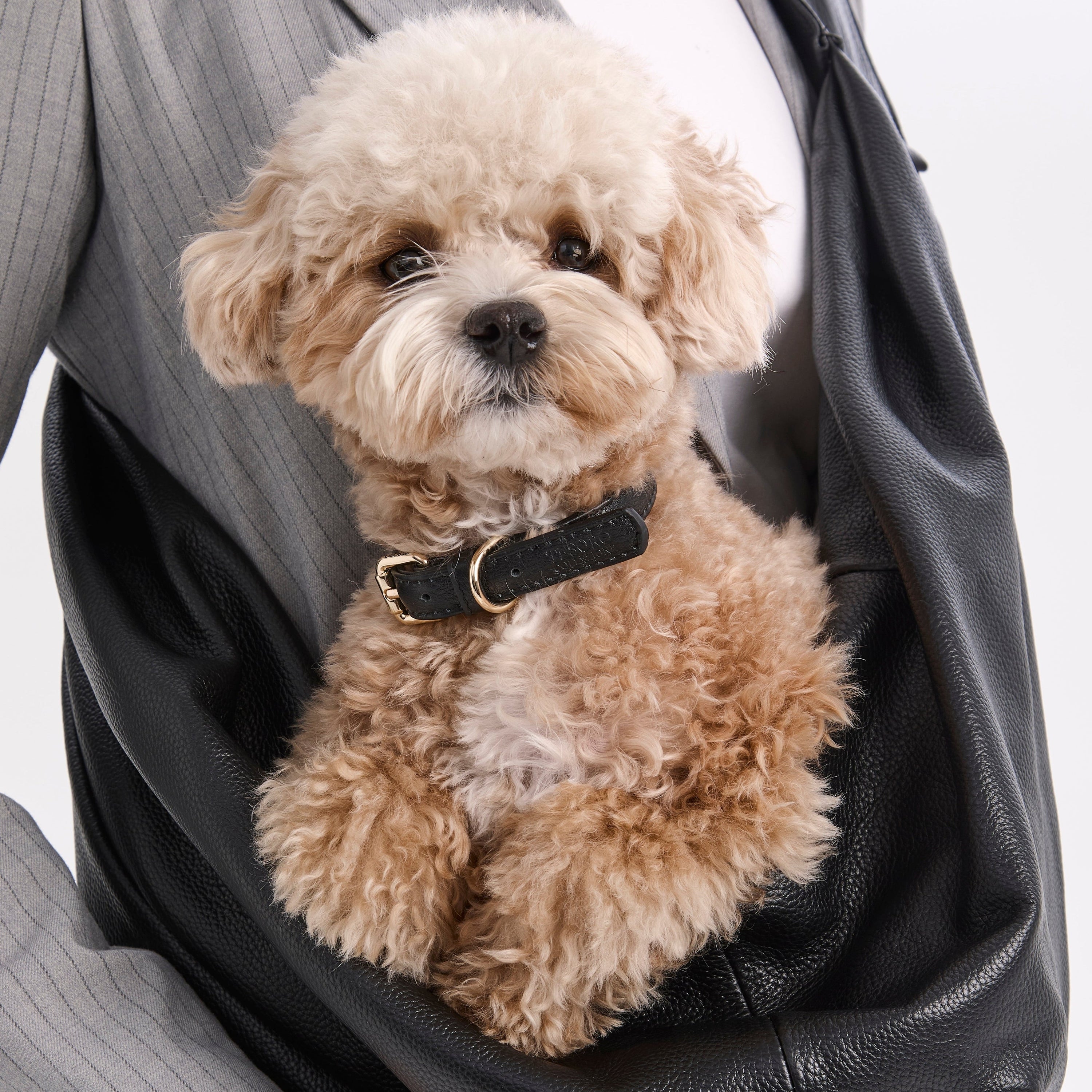 Dog Collar