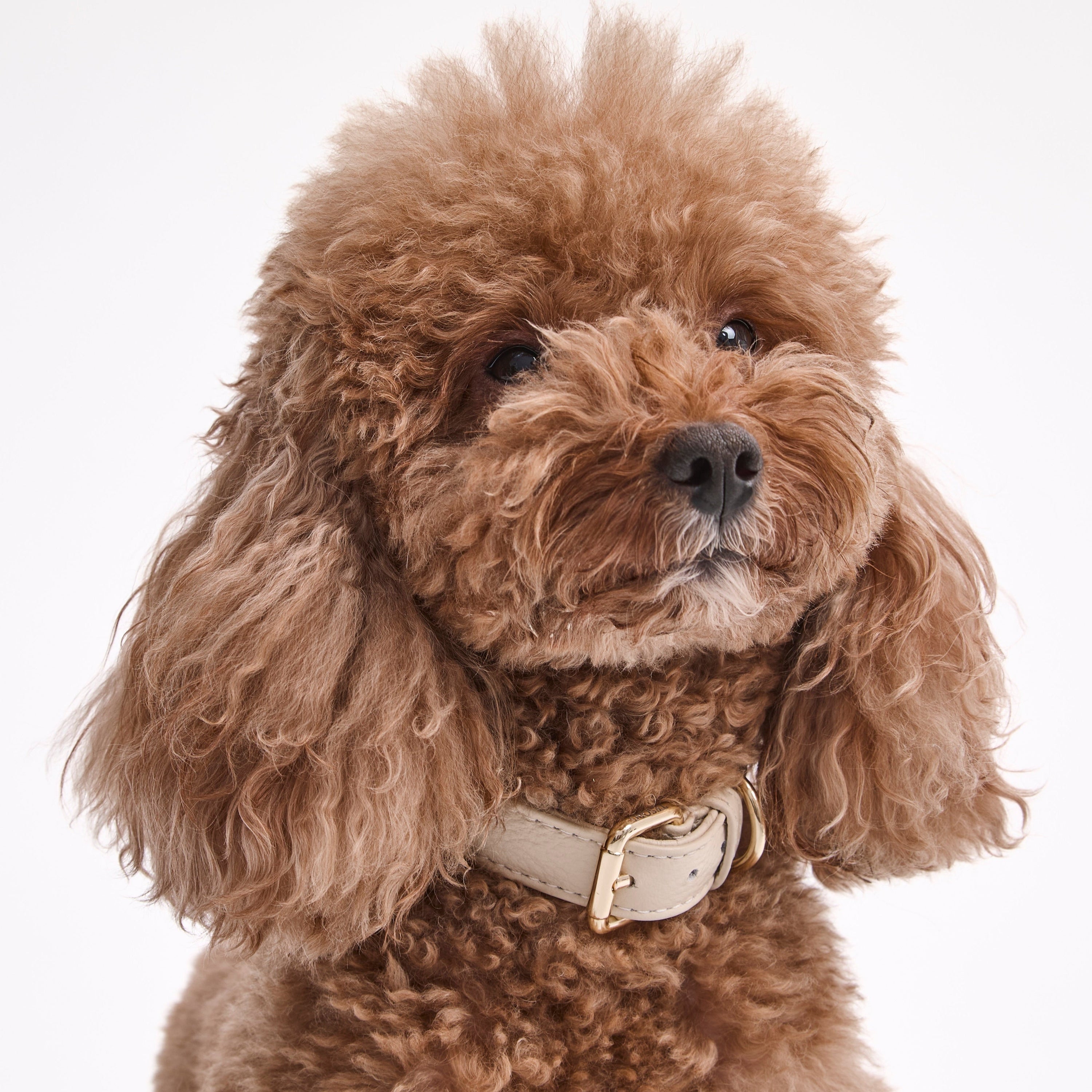 Dog Collar