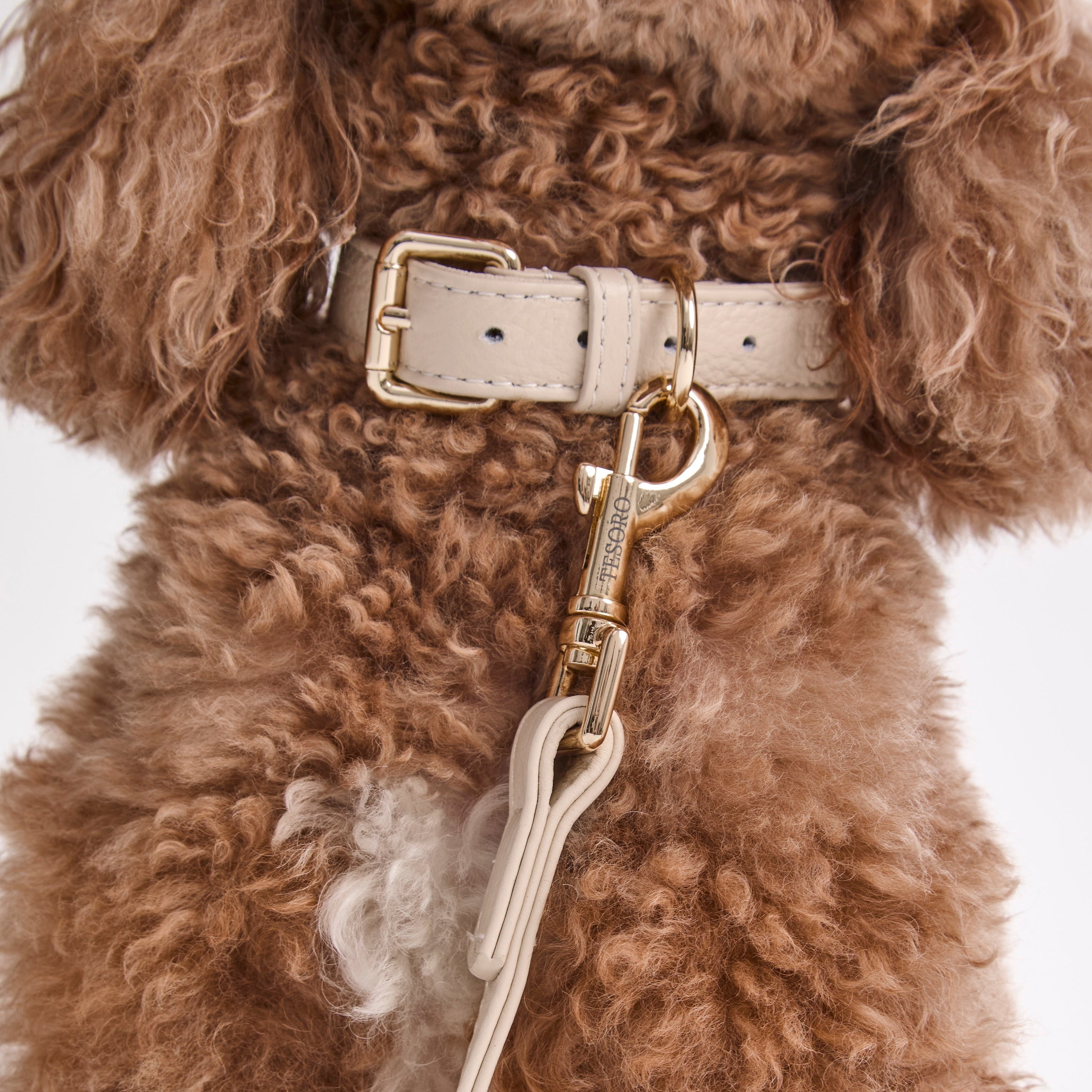 Dog Collar