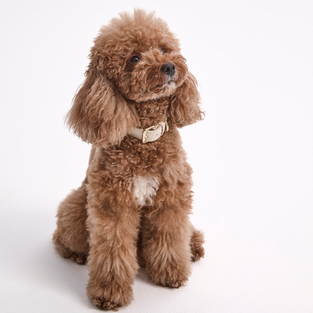 Dog Collar