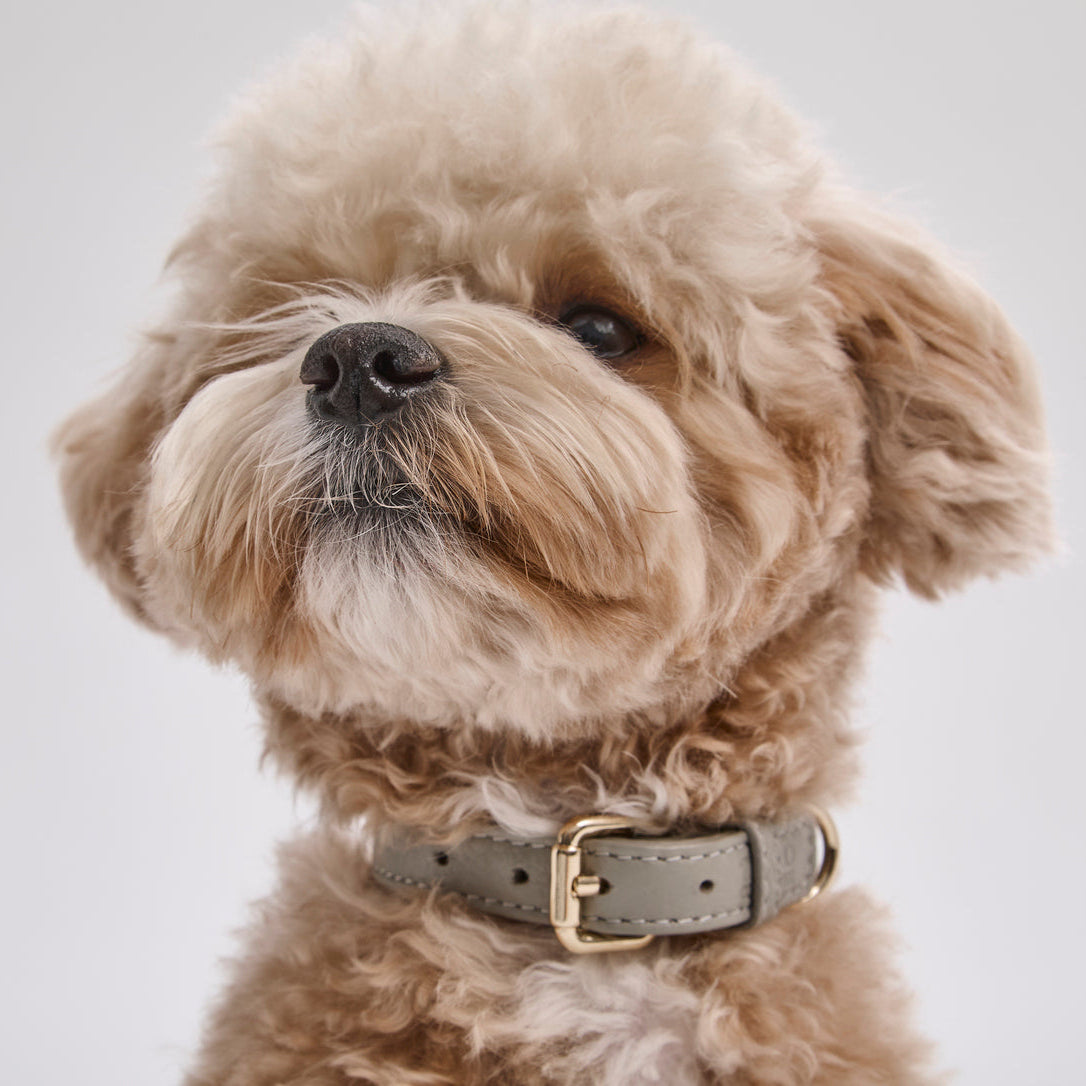 Dog Collar