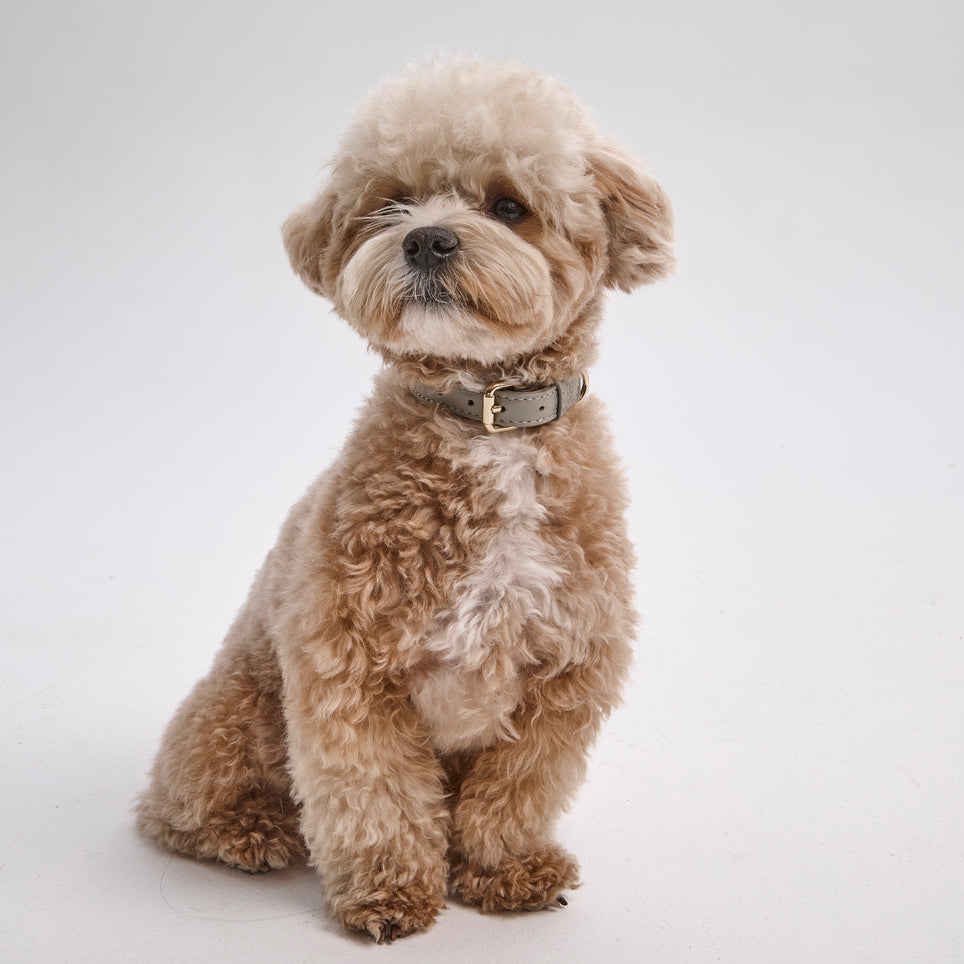 Dog Collar