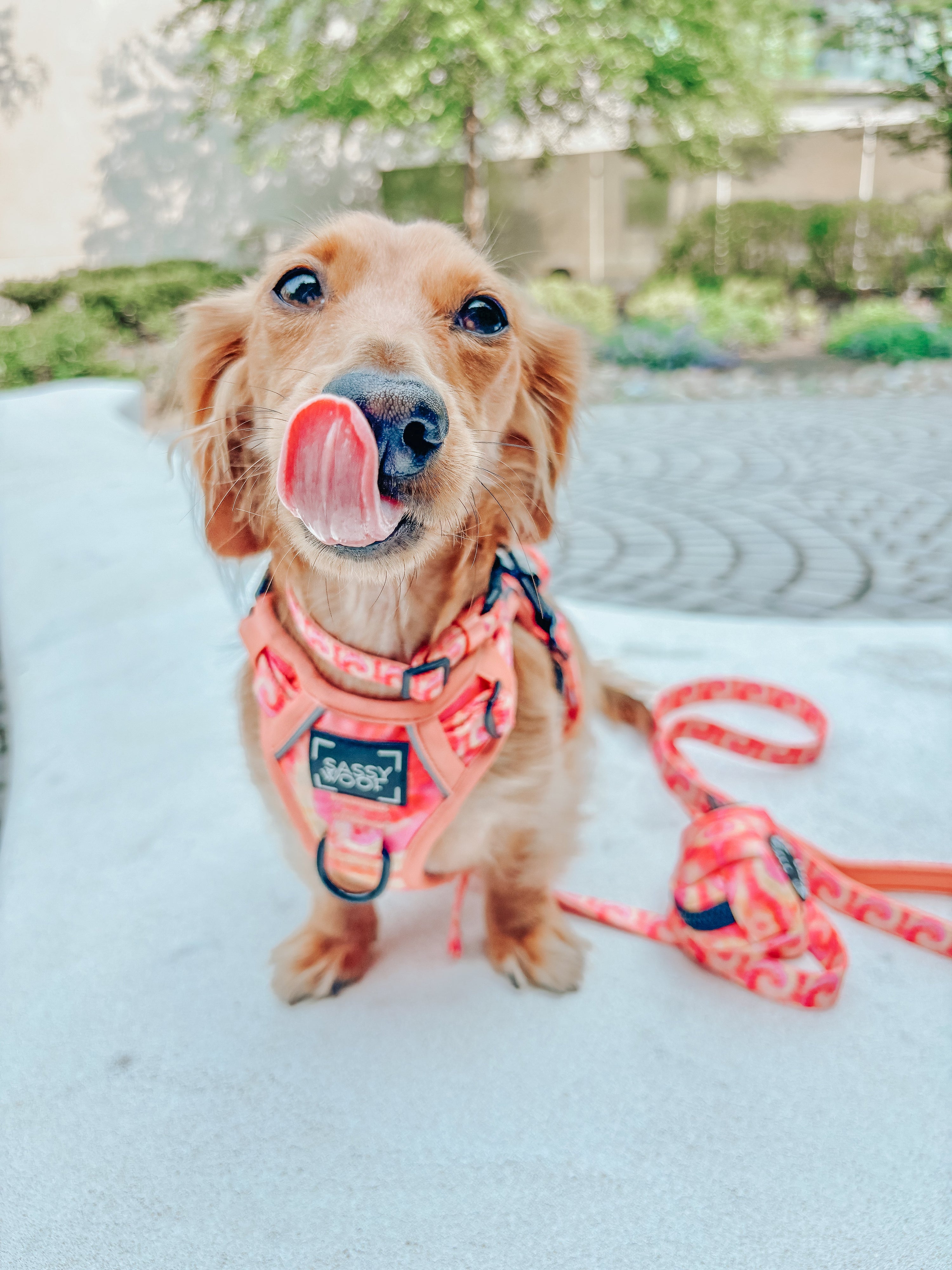 Dog Collar - Summer Sorbet