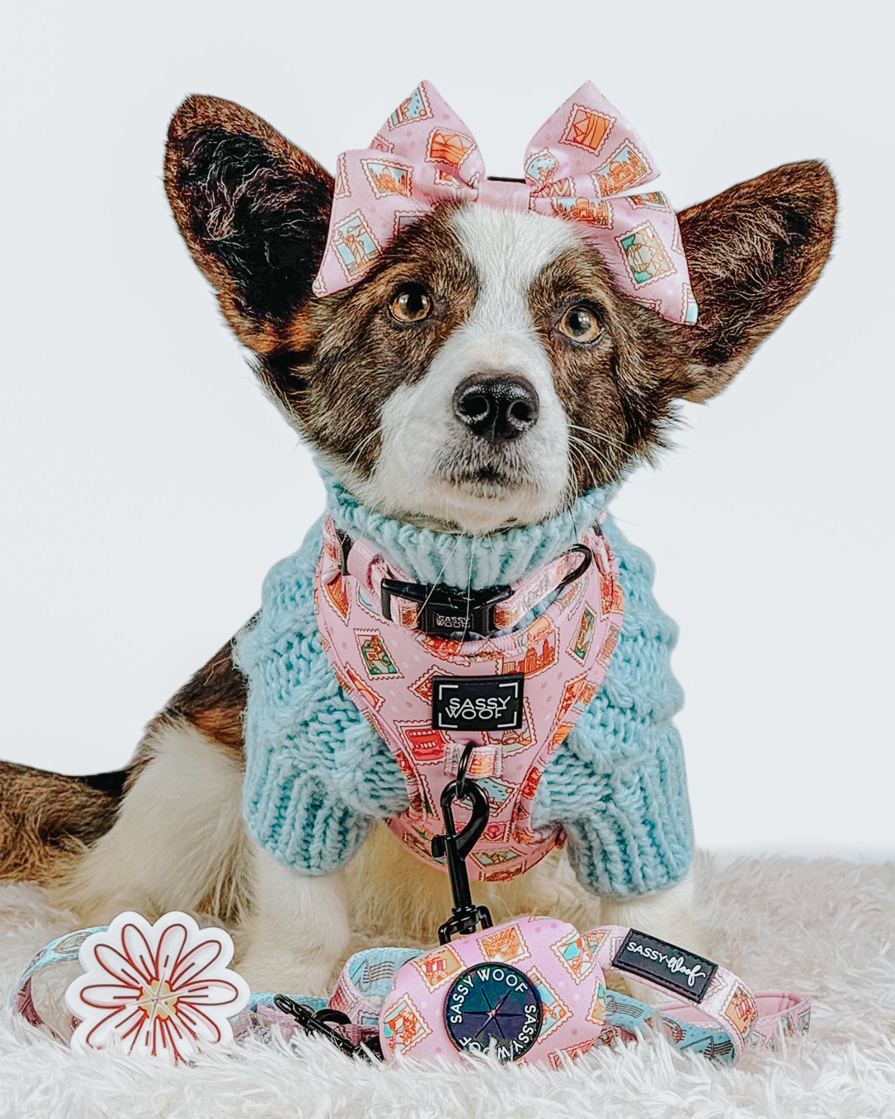Dog Collar - Out of Office
