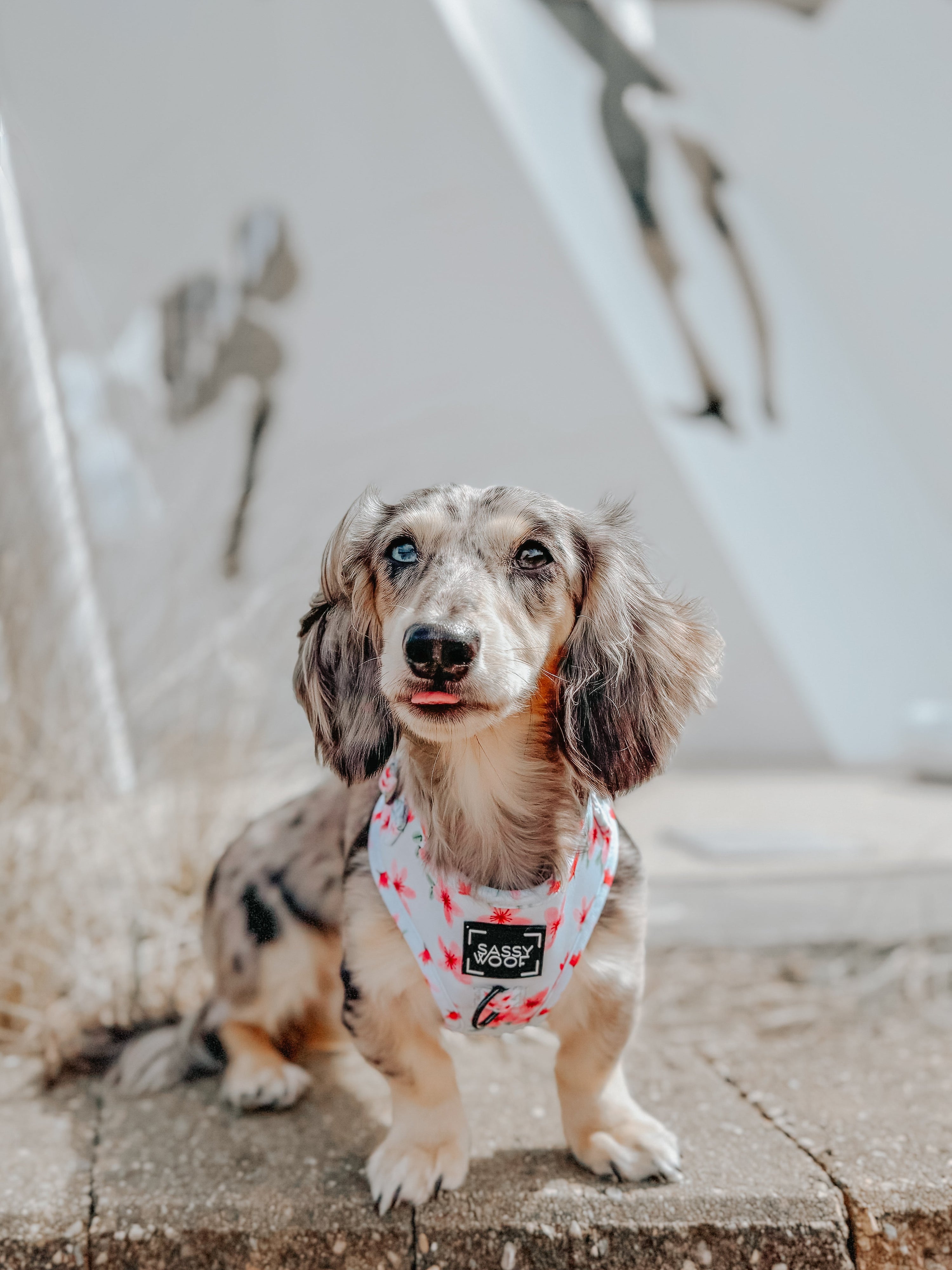 Dog Adjustable Harness - Sakura