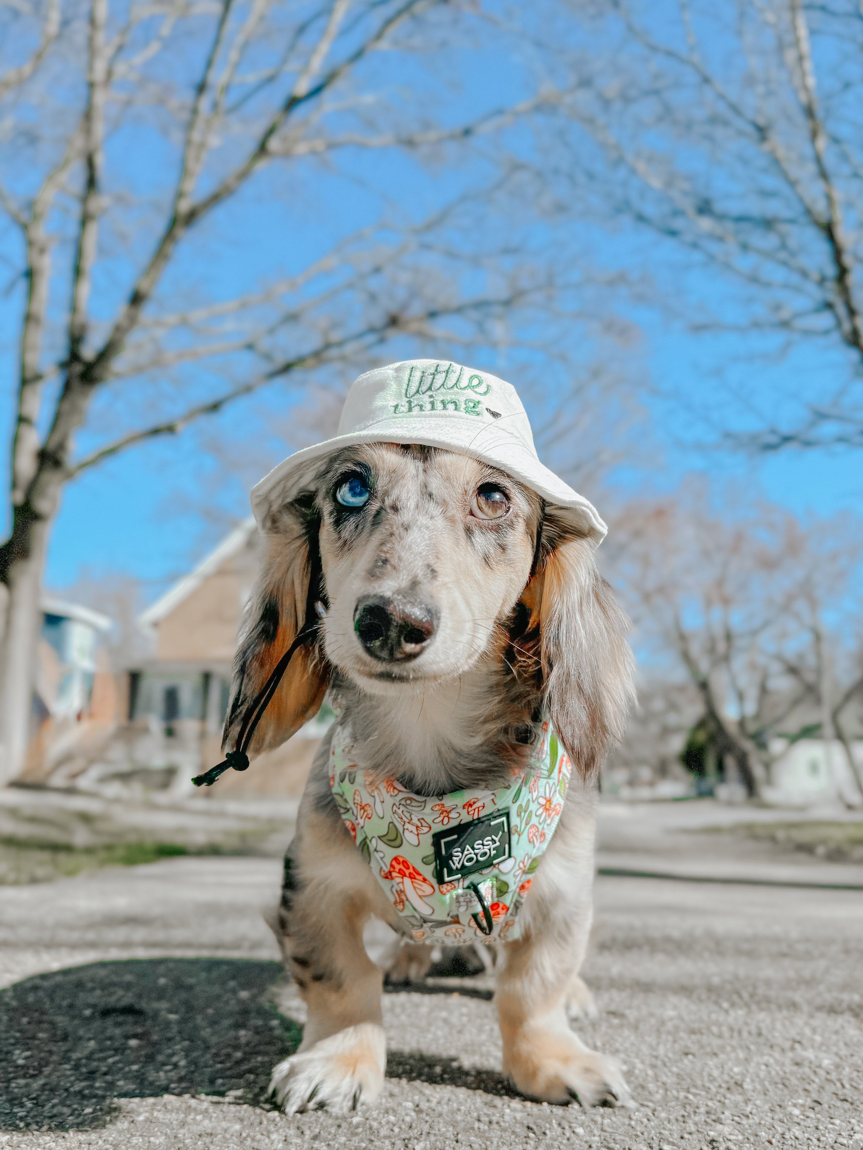 Dog Bucket Hat - Little Thing