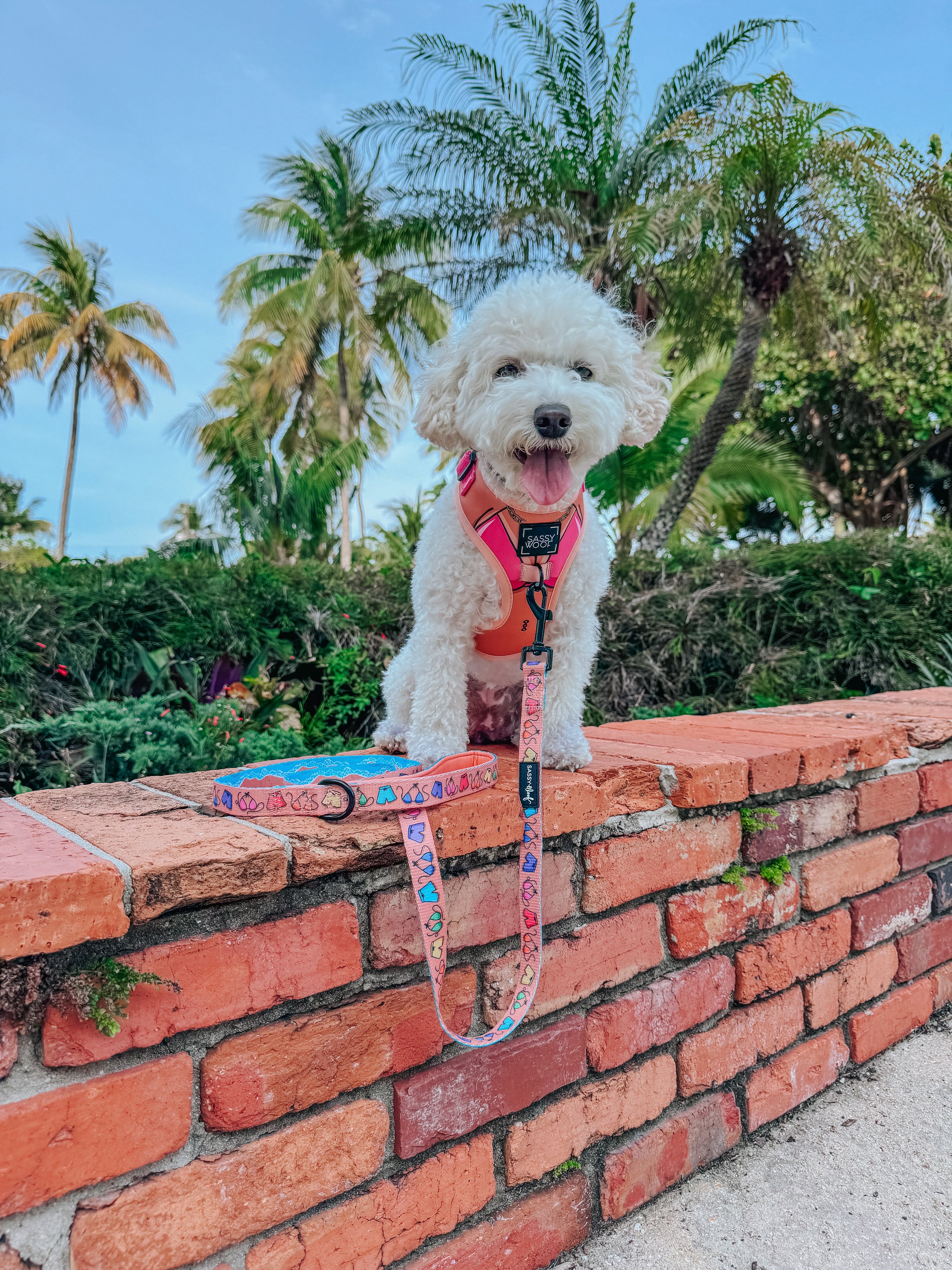 Dog Leash - Beach Bod