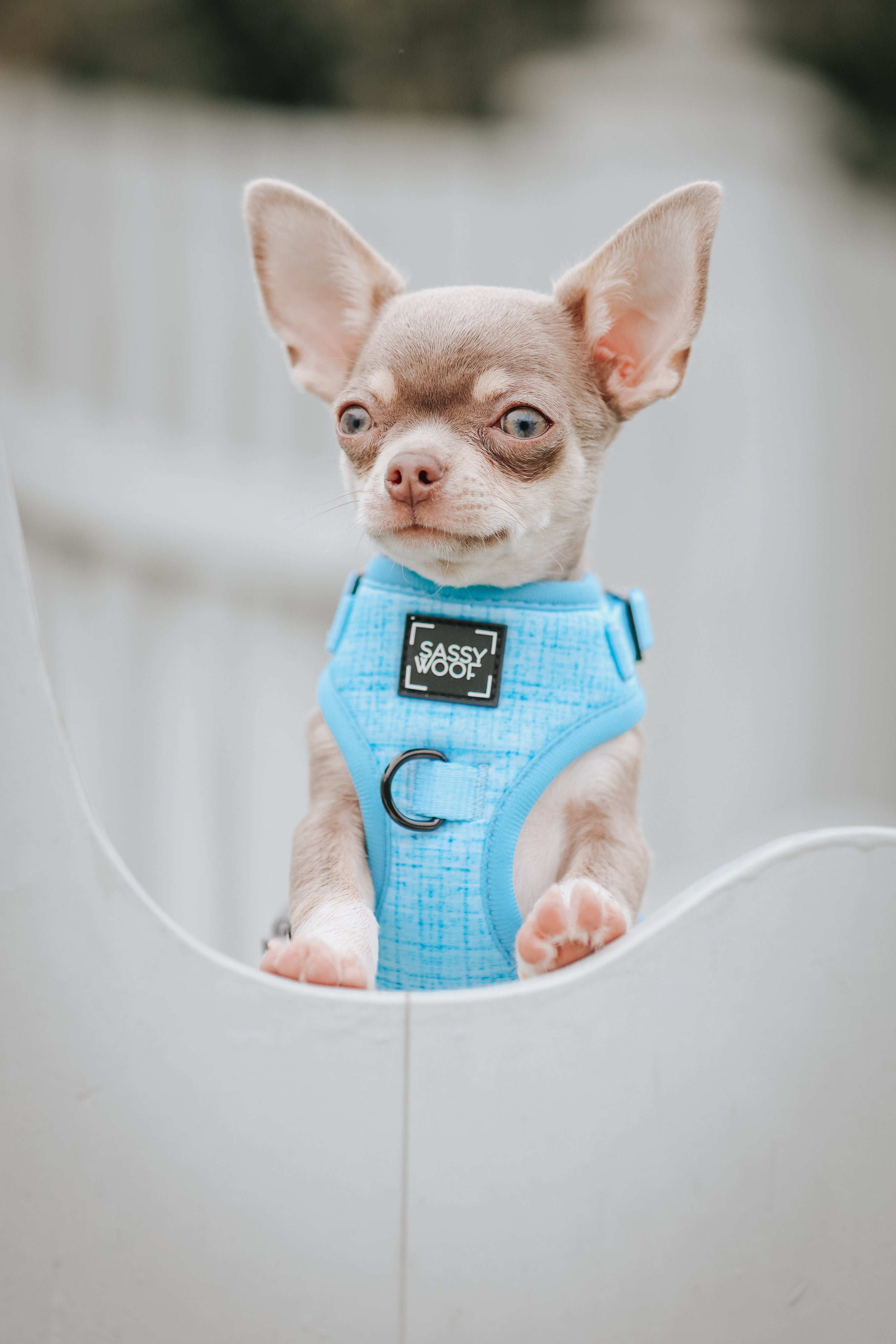Dog Adjustable Harness - Blumond