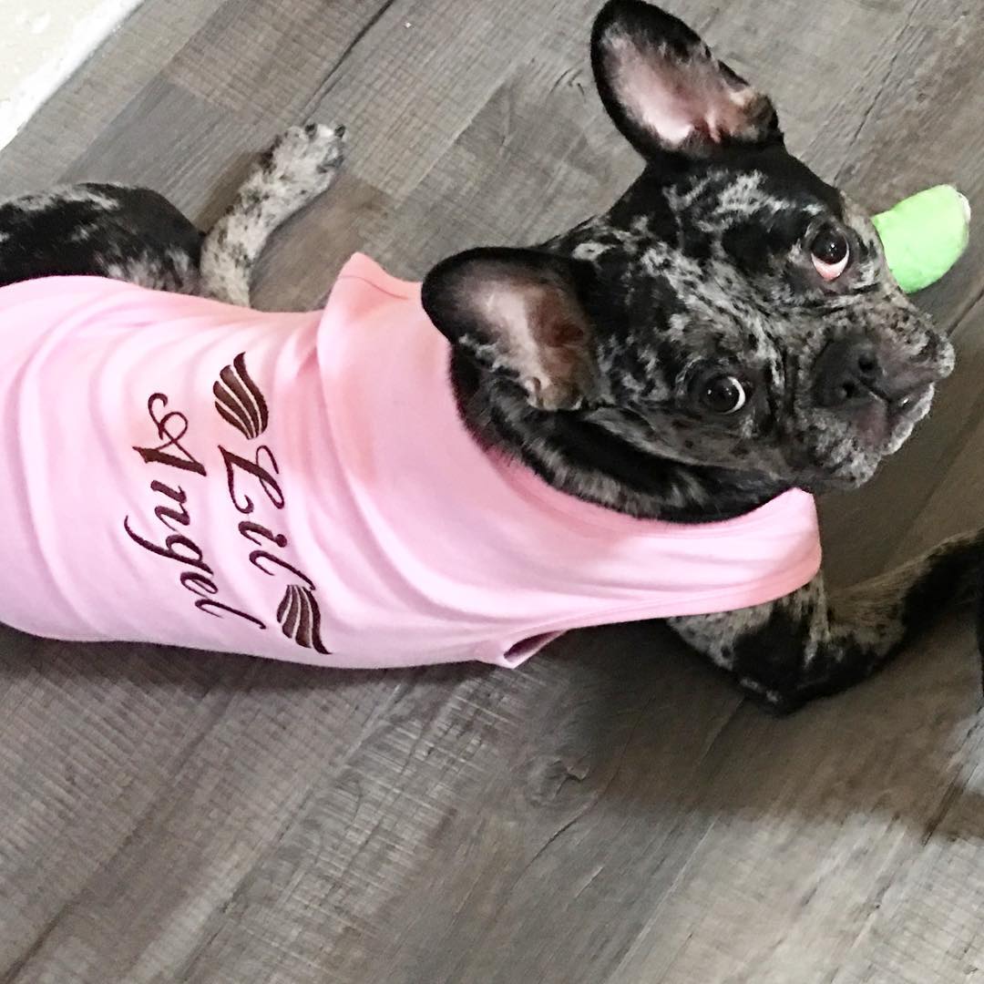 Parisian Pet Lil Angel Dog T-Shirt-Pink