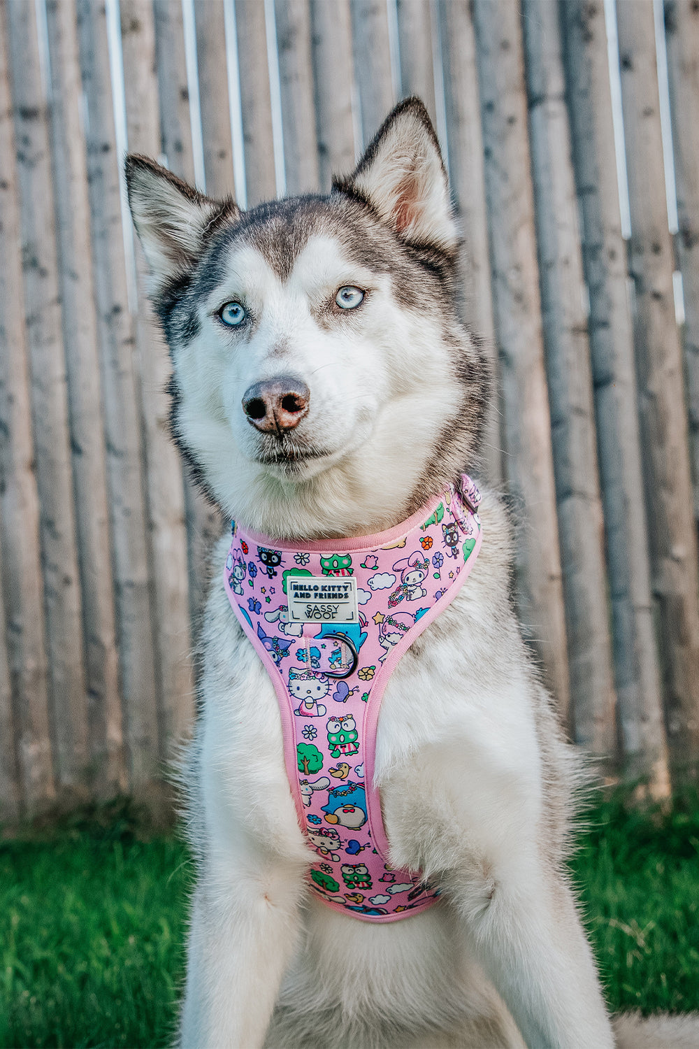 Dog Adjustable Harness - Hello Kitty® & Friends Flower Festival