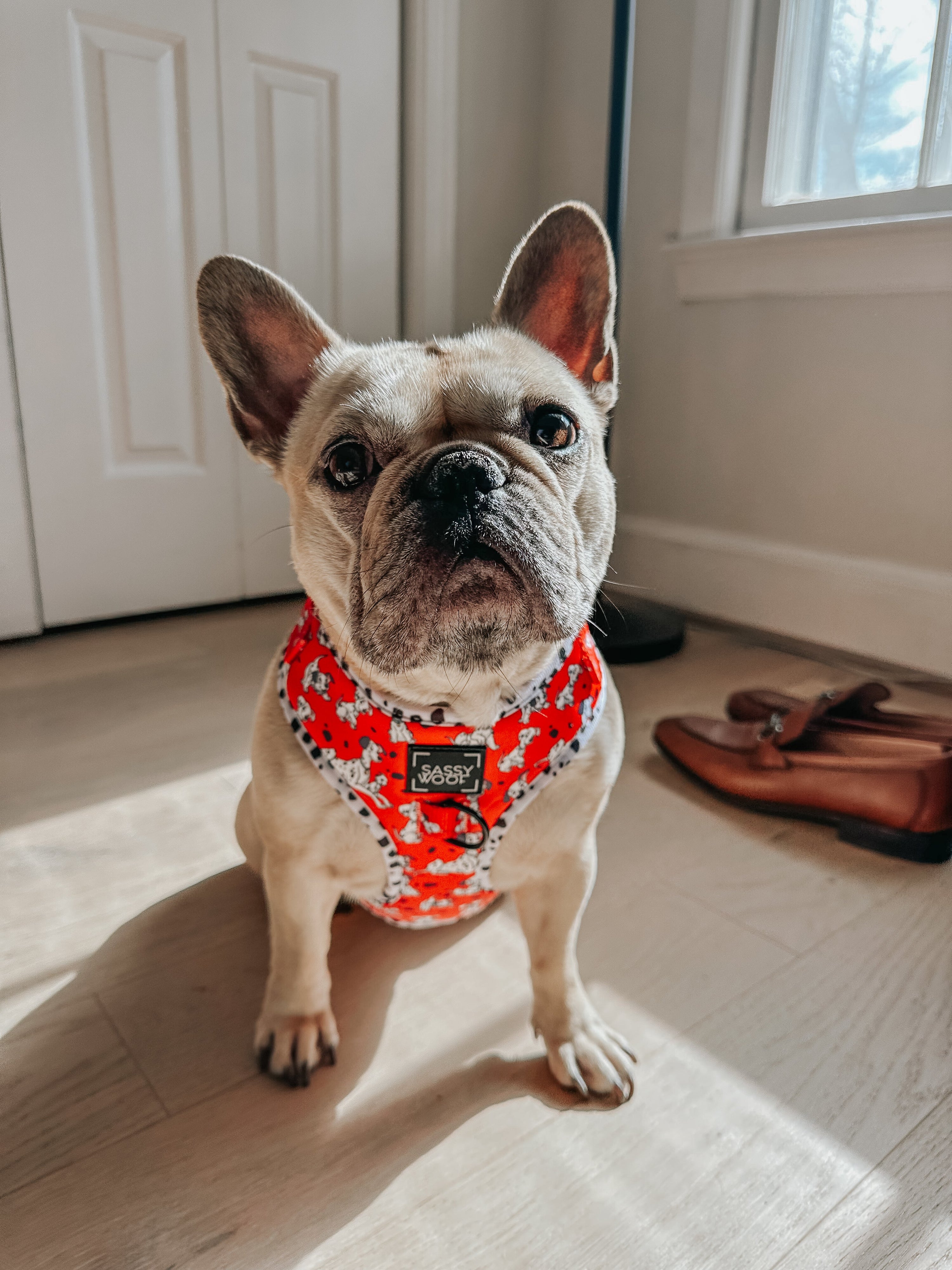 Dog Adjustable Harness - Disneys 101 Dalmatians