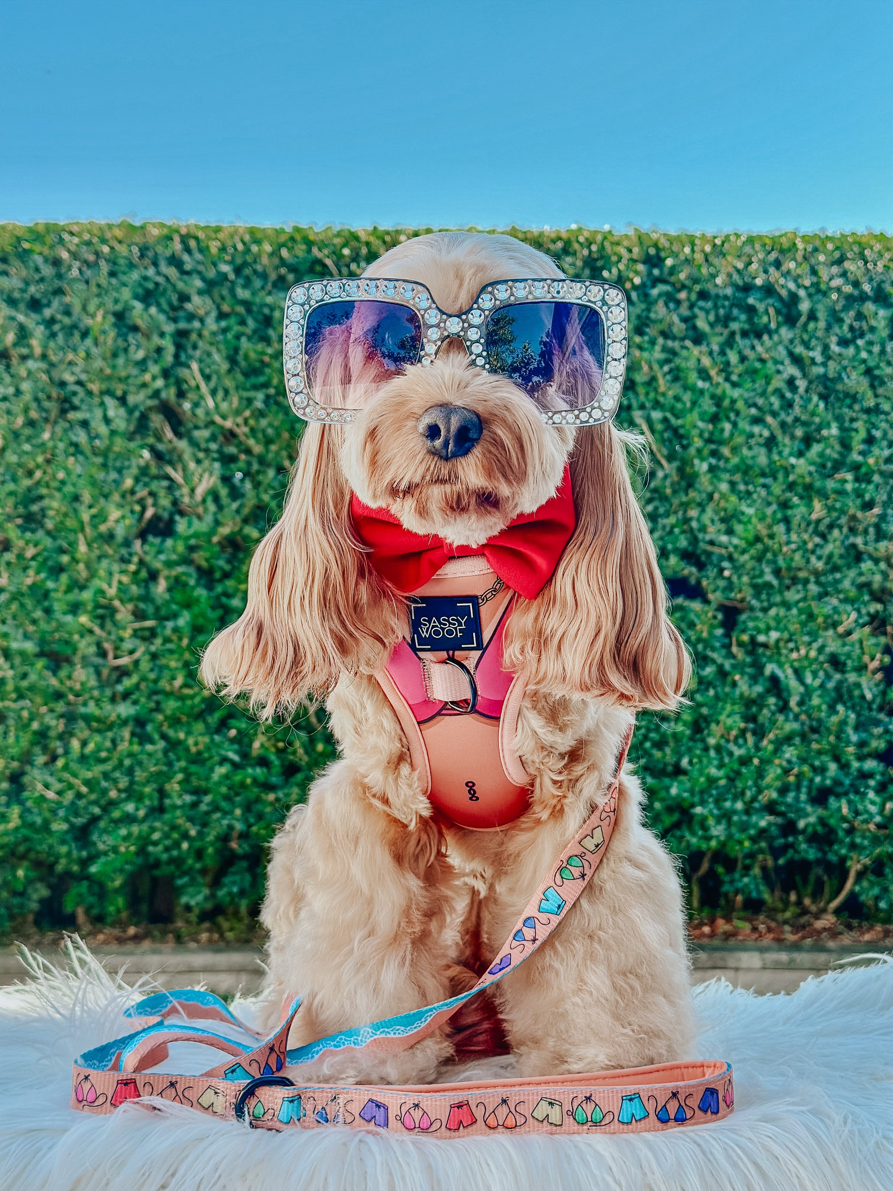 Dog Leash - Beach Bod