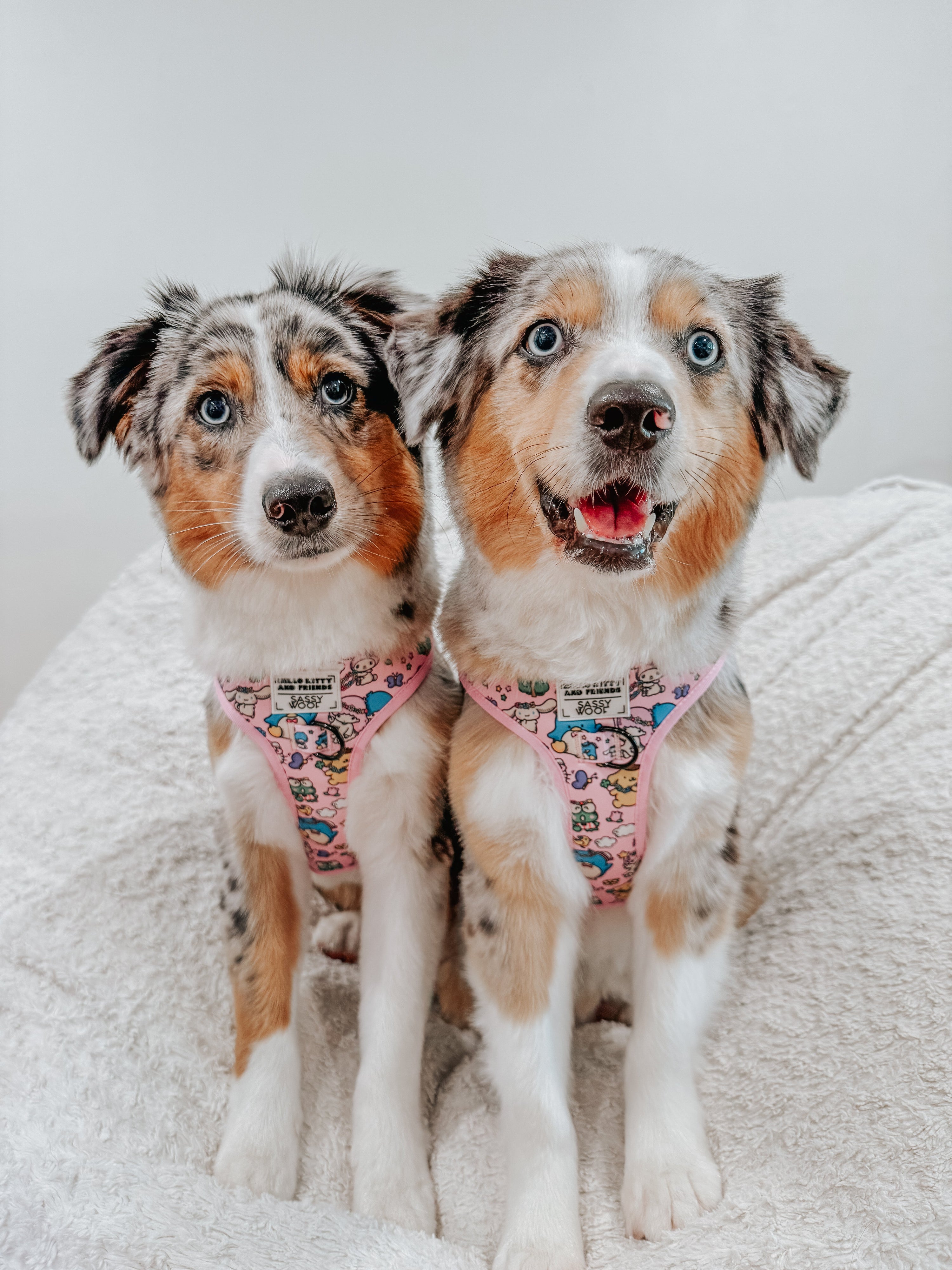 Dog Adjustable Harness - Hello Kitty® & Friends Flower Festival
