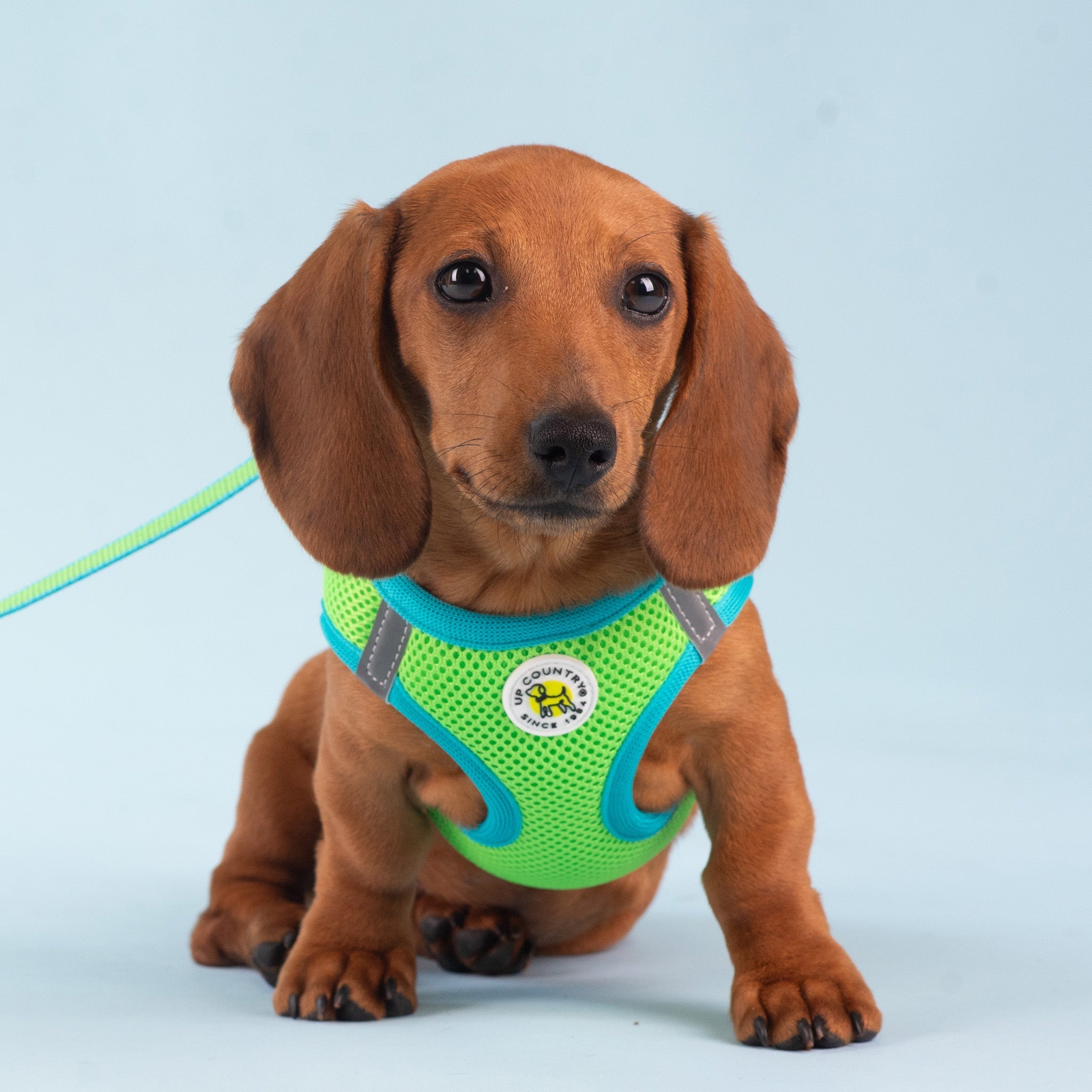 Lime and Aqua Small Dog Vest Harness