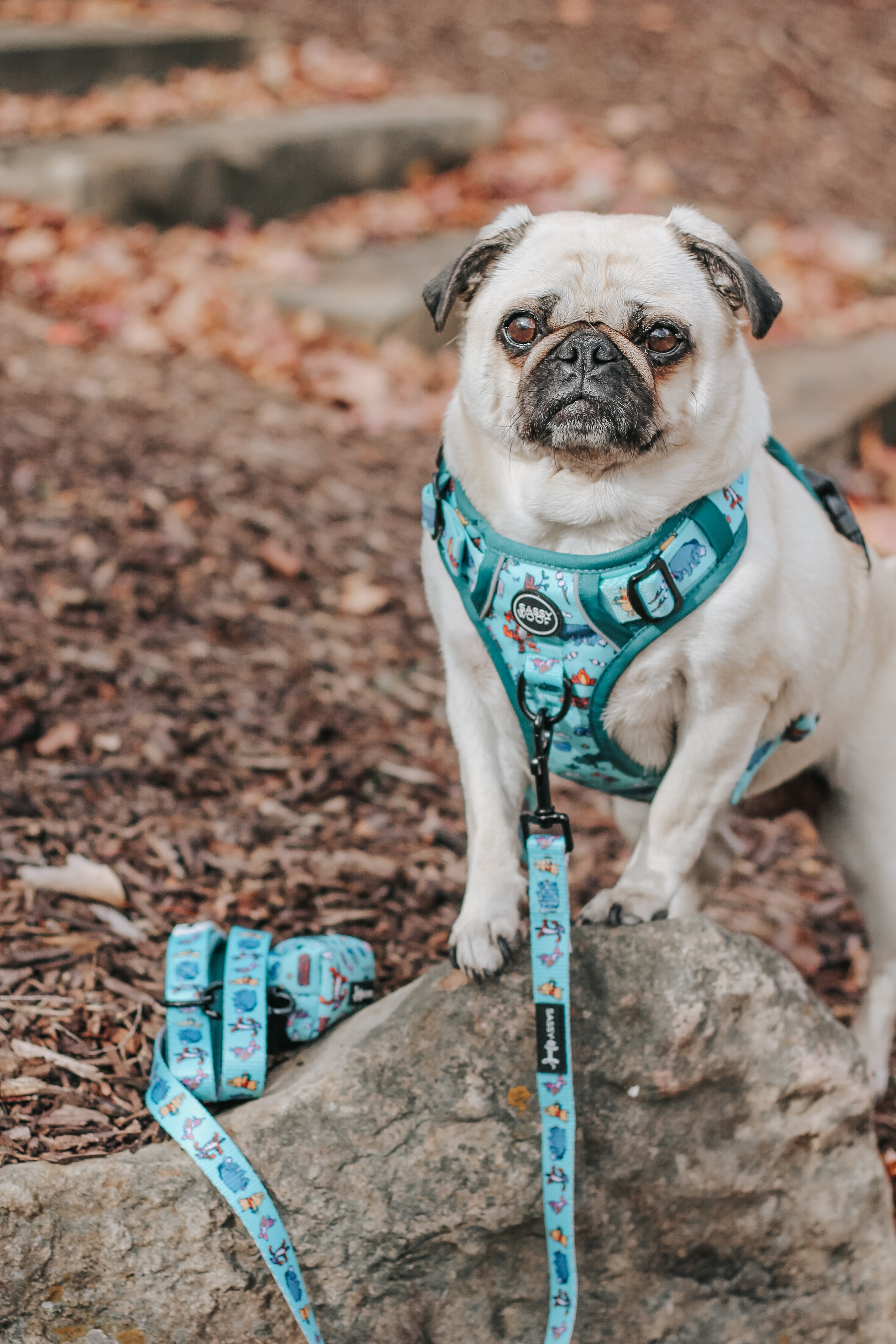 Dog Step-in Harness - Disneys Winnie the Pooh