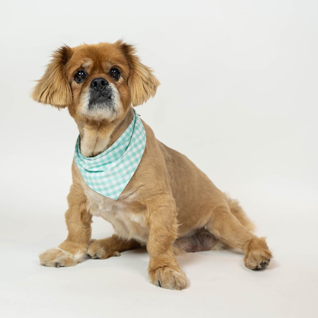 GINGHAM BANDANA | HT Animal Supply