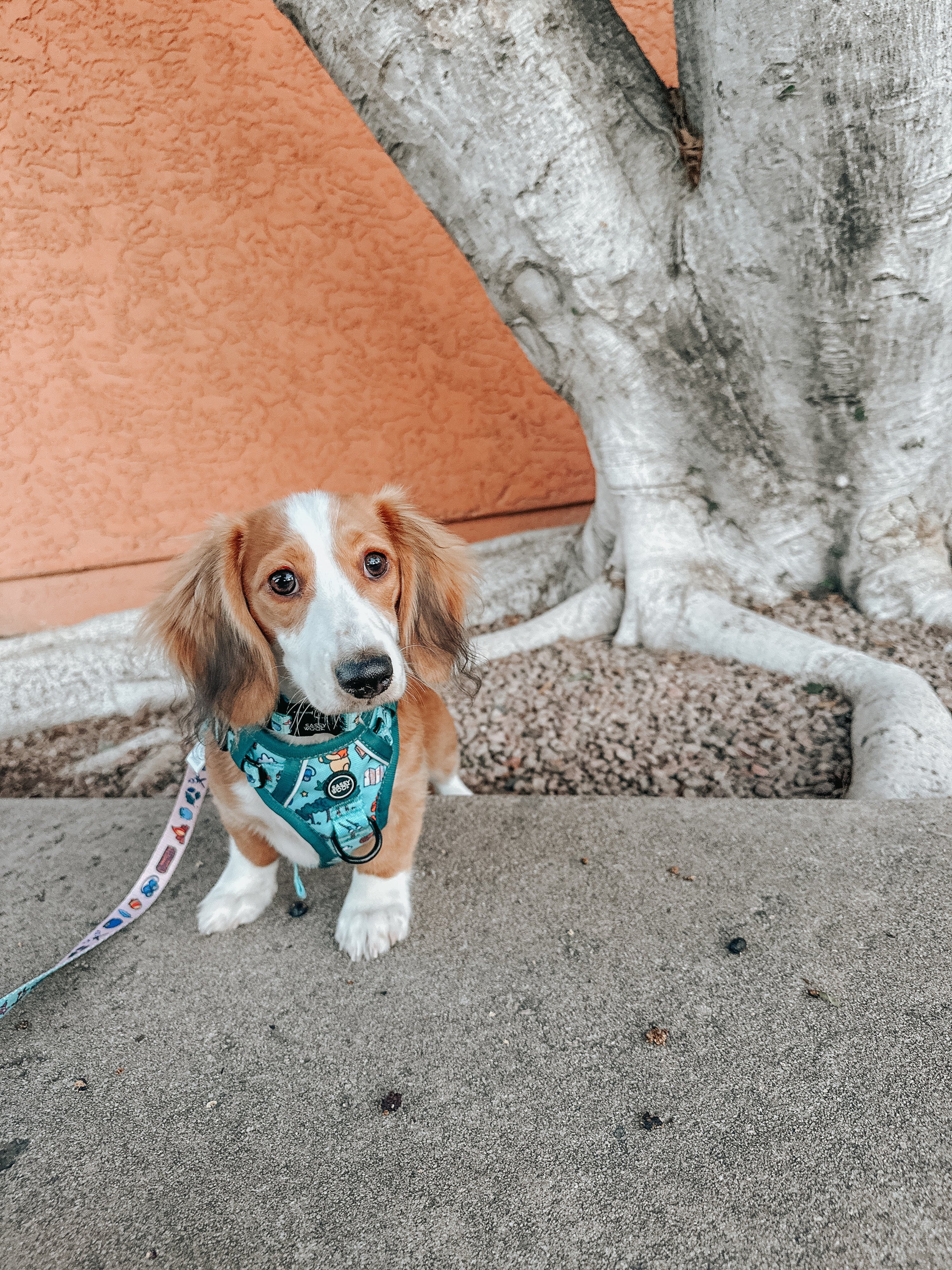 Dog Step-in Harness - Disneys Winnie the Pooh