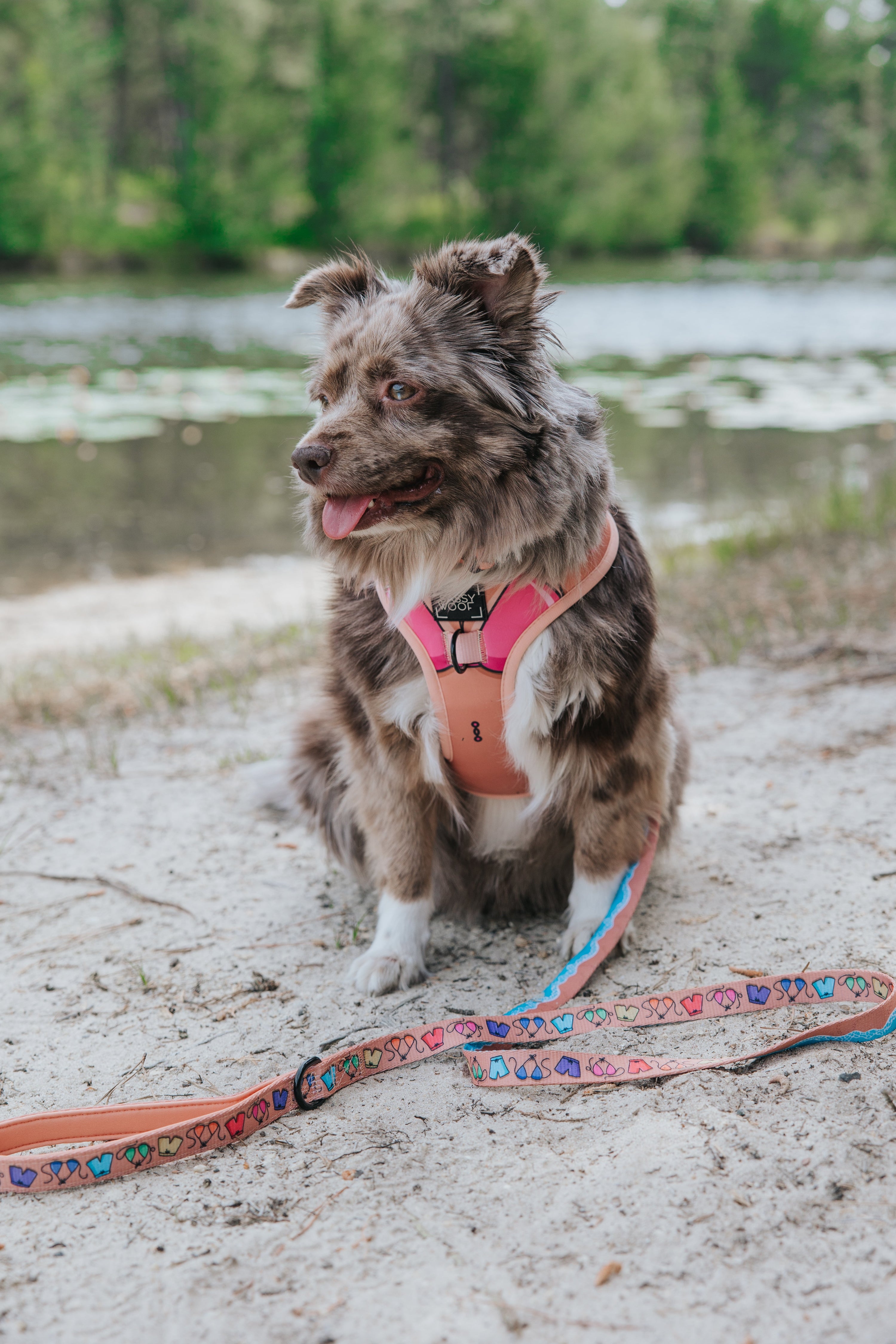 Dog Leash - Beach Bod
