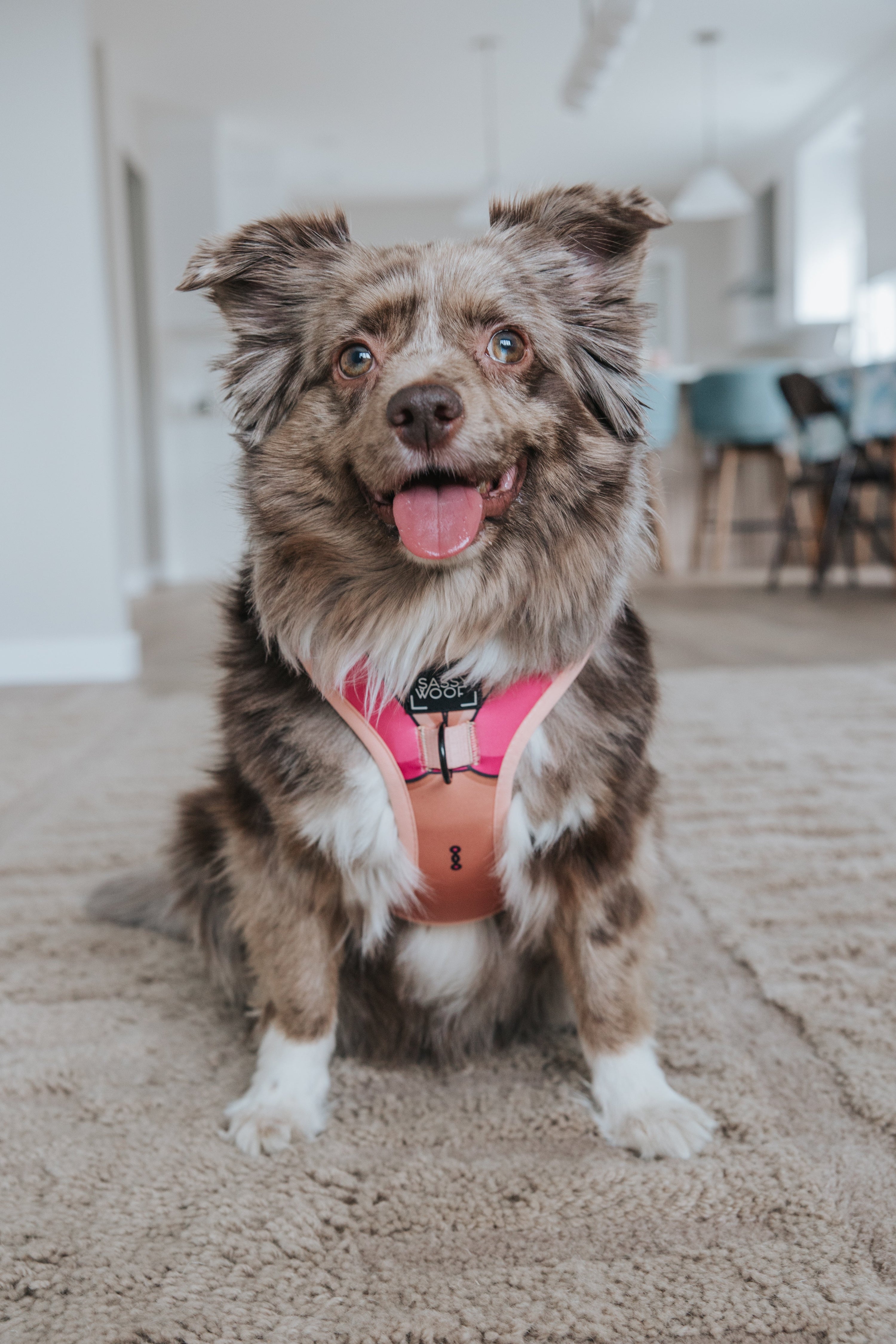 Dog Adjustable Harness - Bikini Bod