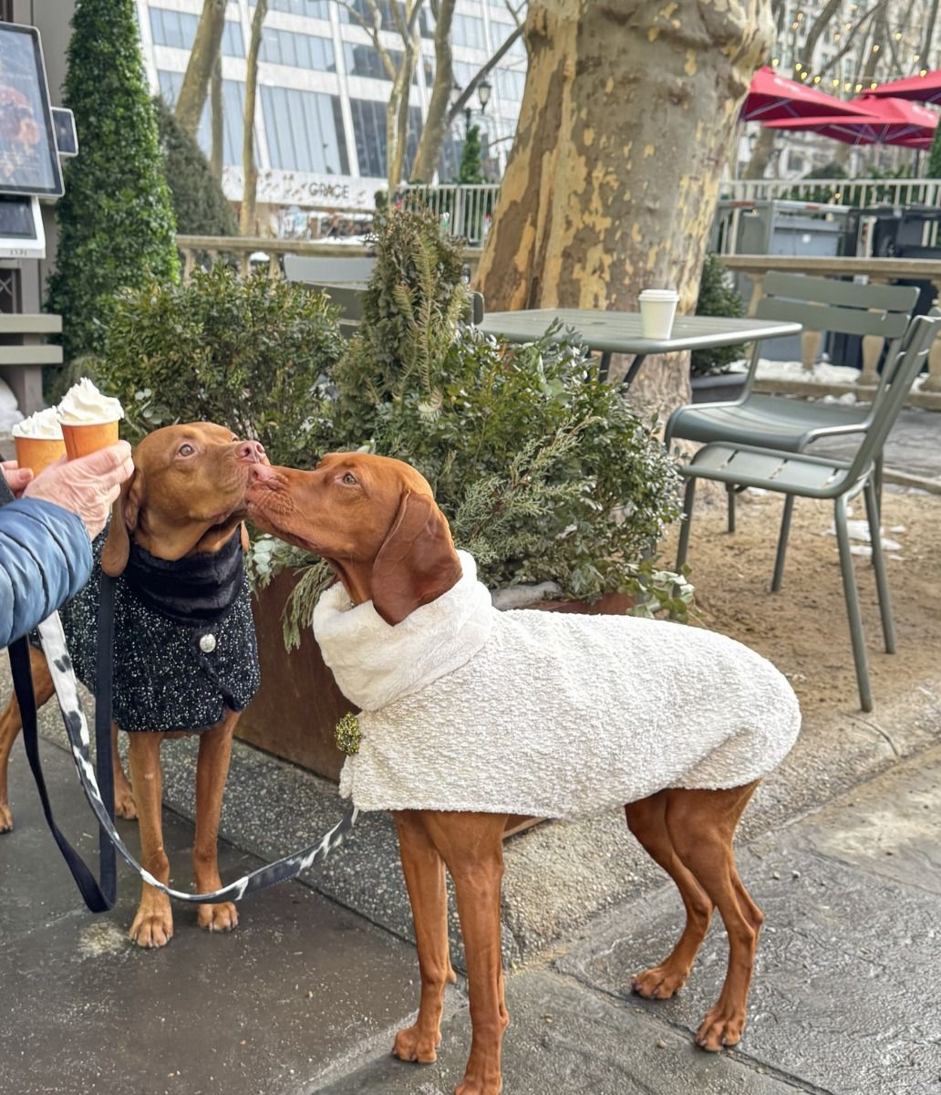 Manhattan Walking Dog Coat White Pearl