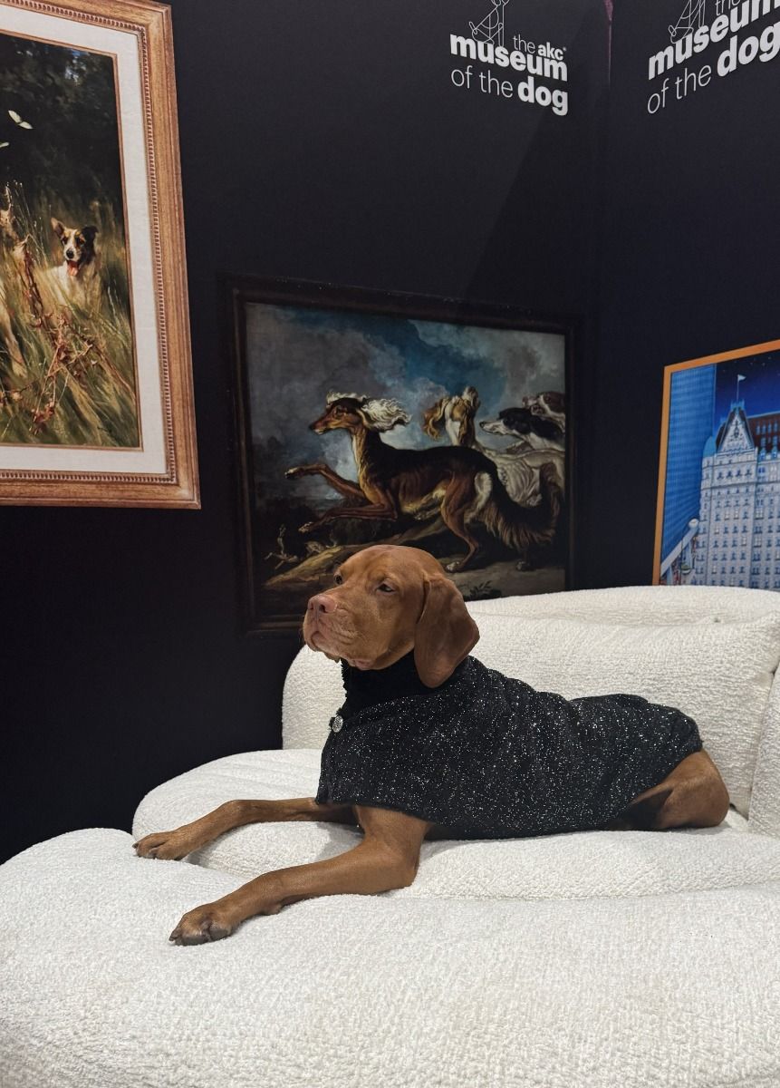Manhattan Walking Dog Coat White Pearl