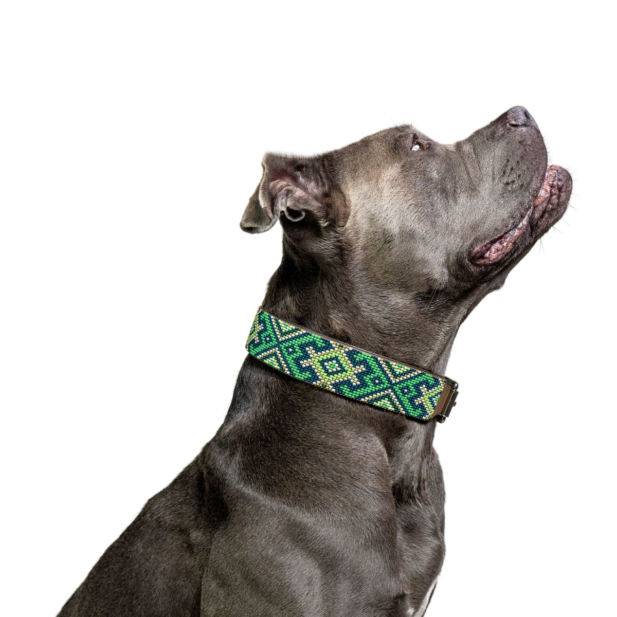 Lucky Sambboho dog collar
