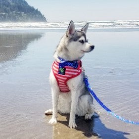 EcoBark – Nautical Bow Tie Dog Collar