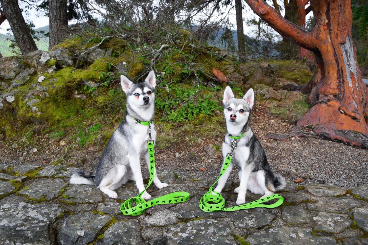 EcoBark Green Dog Leash- Padded Comfort Grip Leash - 4ft, 5ft, and 6ft Dog Leash for Small and Medium Dogs