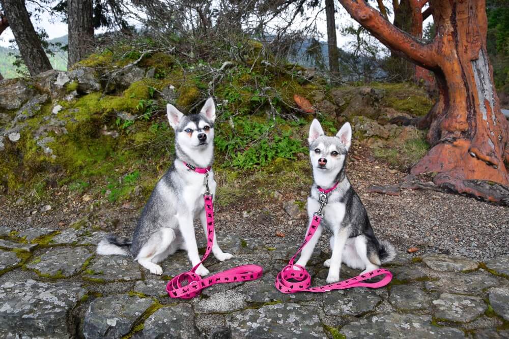 Pink Dog Leash by EcoBark - Padded Comfort Grip Leash - 4ft, 5ft, and 6ft Leash for Teacup, Small, and Medium Dogs