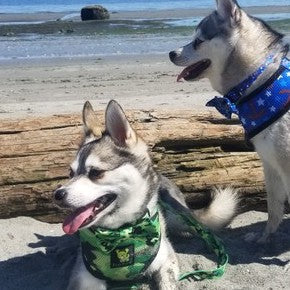 EcoBark – Camo Bow Tie Dog Collar