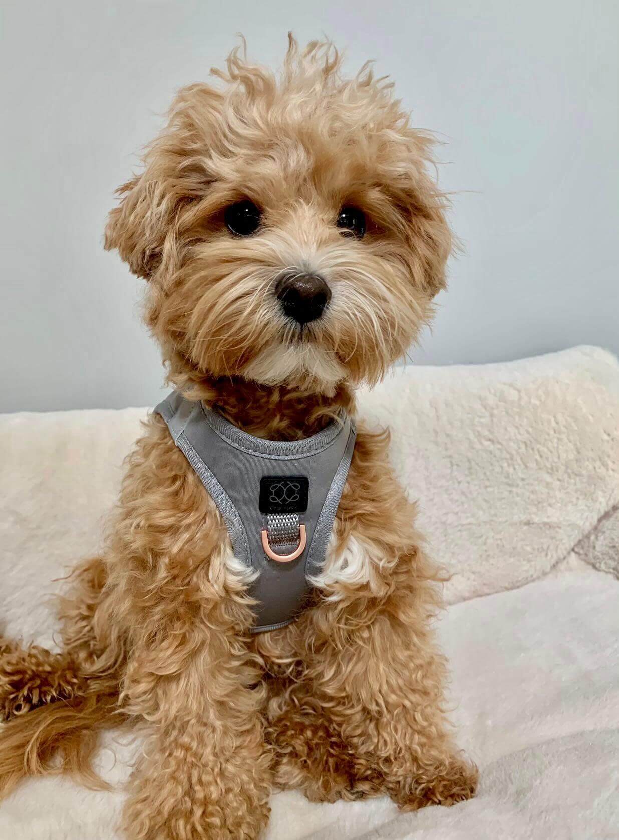 SoHo Dog Harness - Steel