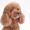 Dog Collar