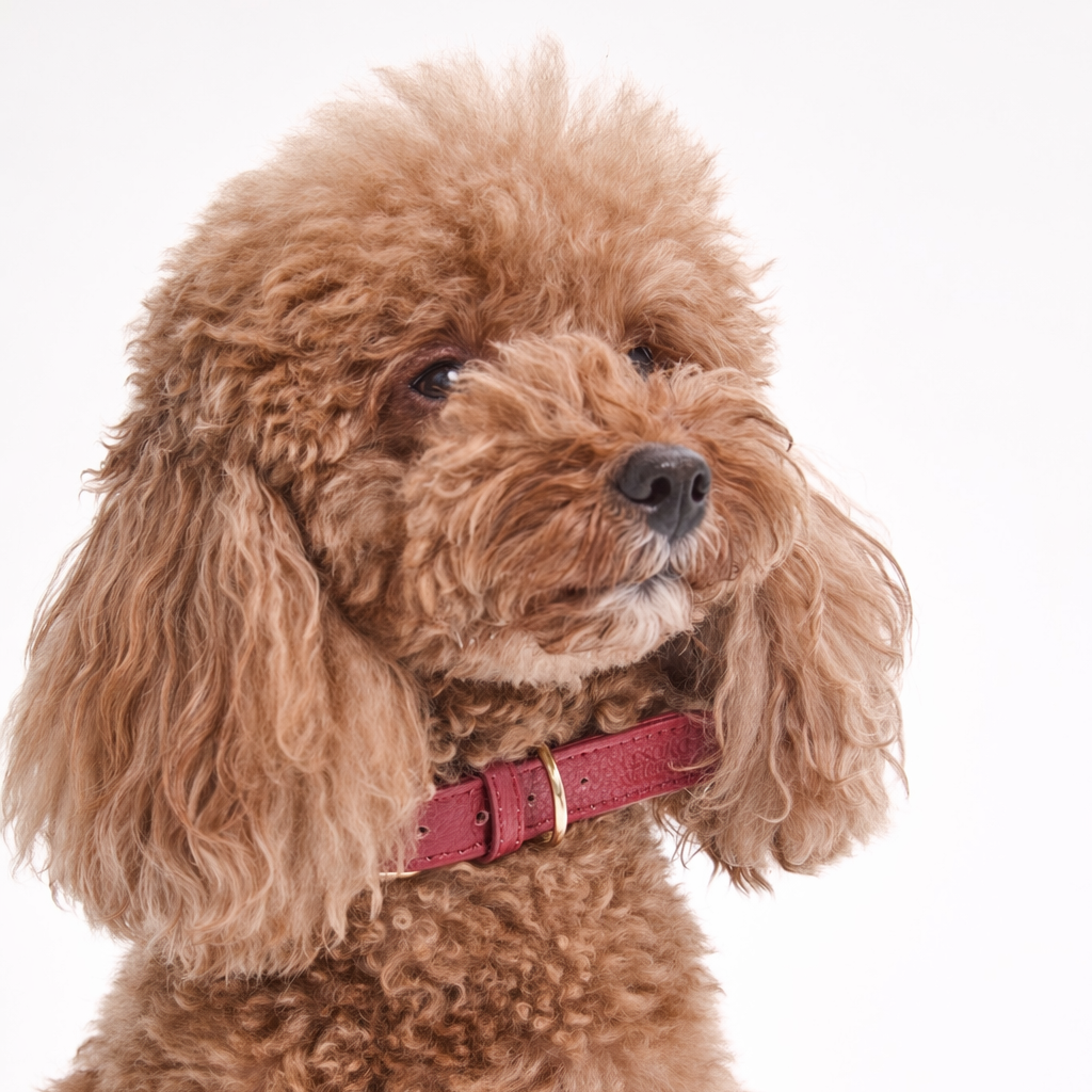 Dog Collar
