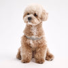 Dog Harness